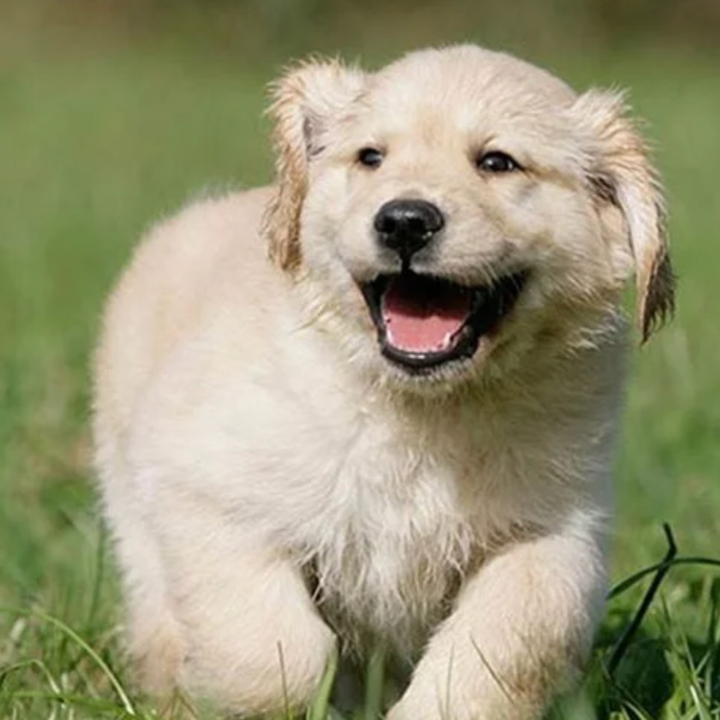 Dog (animosh) - Anishinaabe WOTD