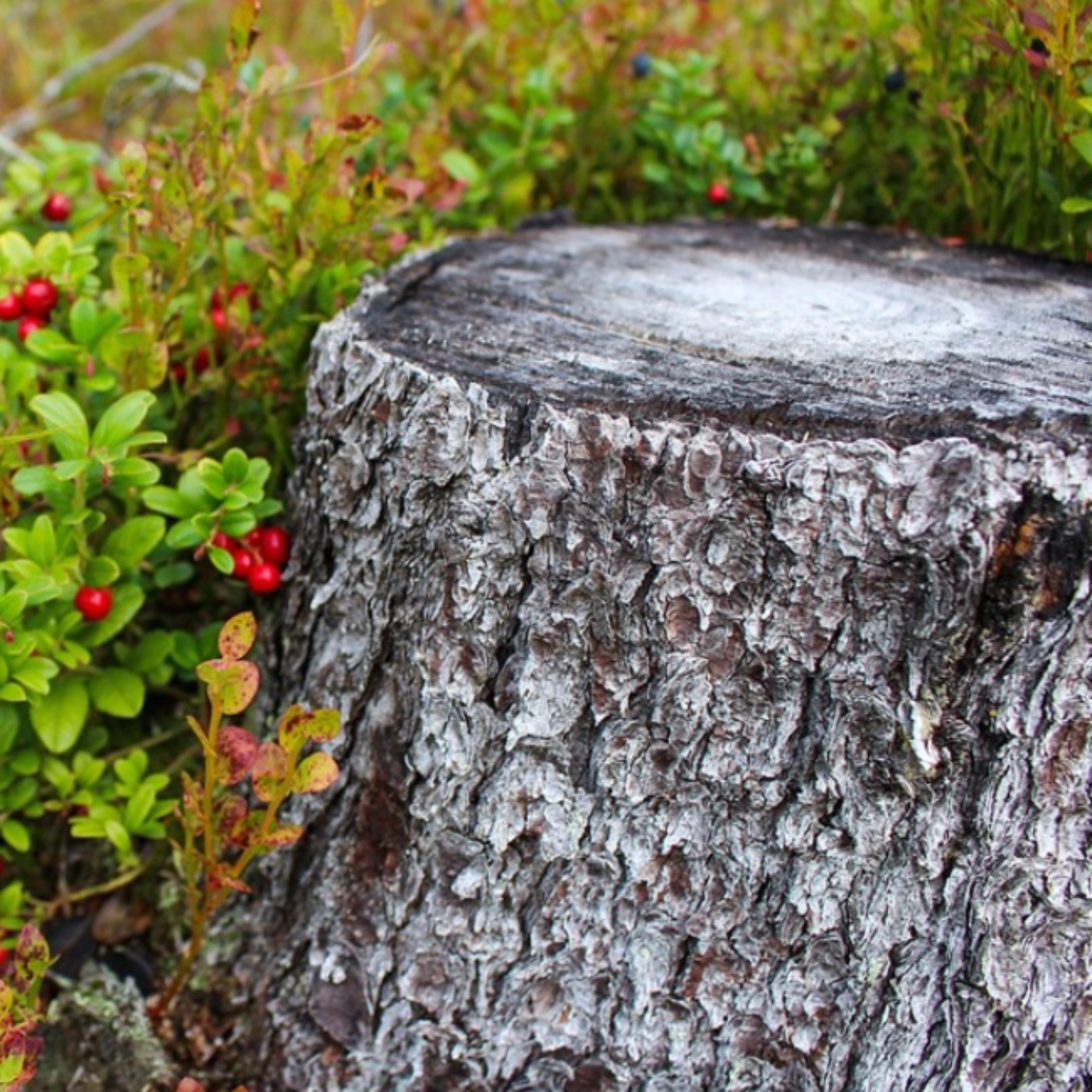 Stump (giishkanakad) - Anishinaabe WOTD
