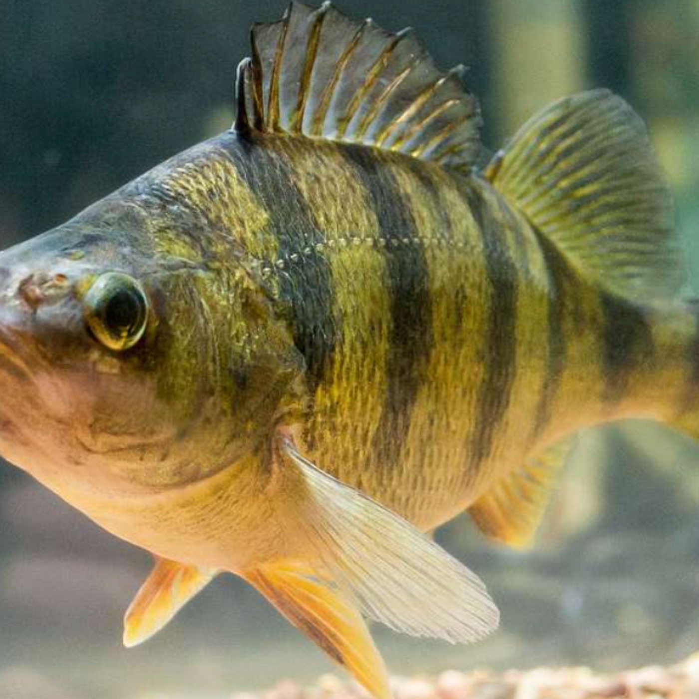 Perch (asaawe) - Anishinaabe WOTD