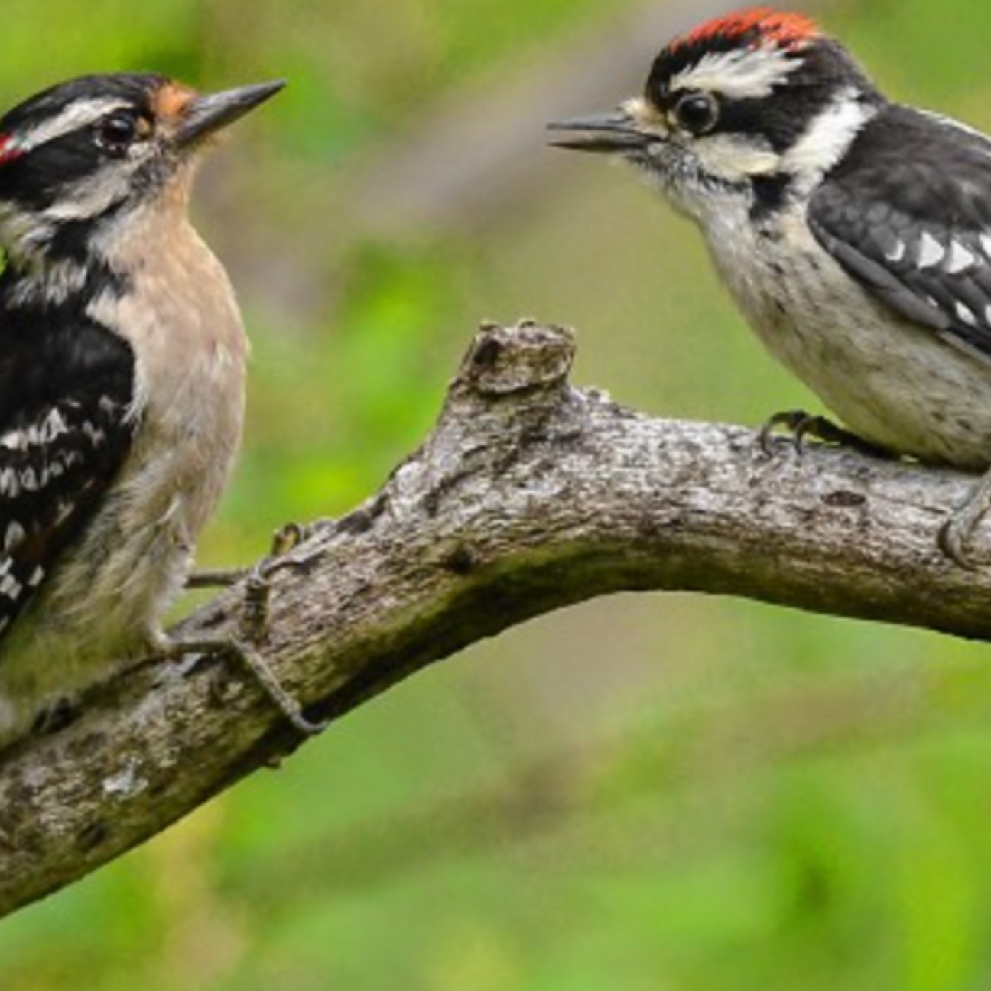 Downy Woodpecker (baapaase) - Anishinaabe WOTD