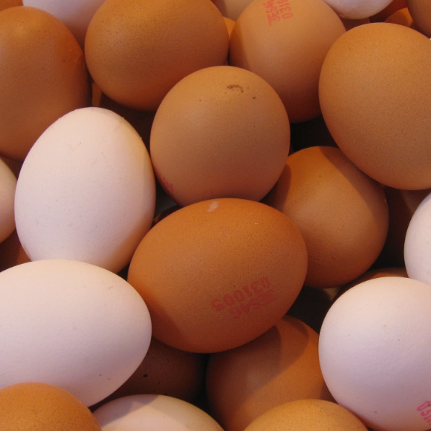 Egg (waawan) - Anishinaabe WOTD