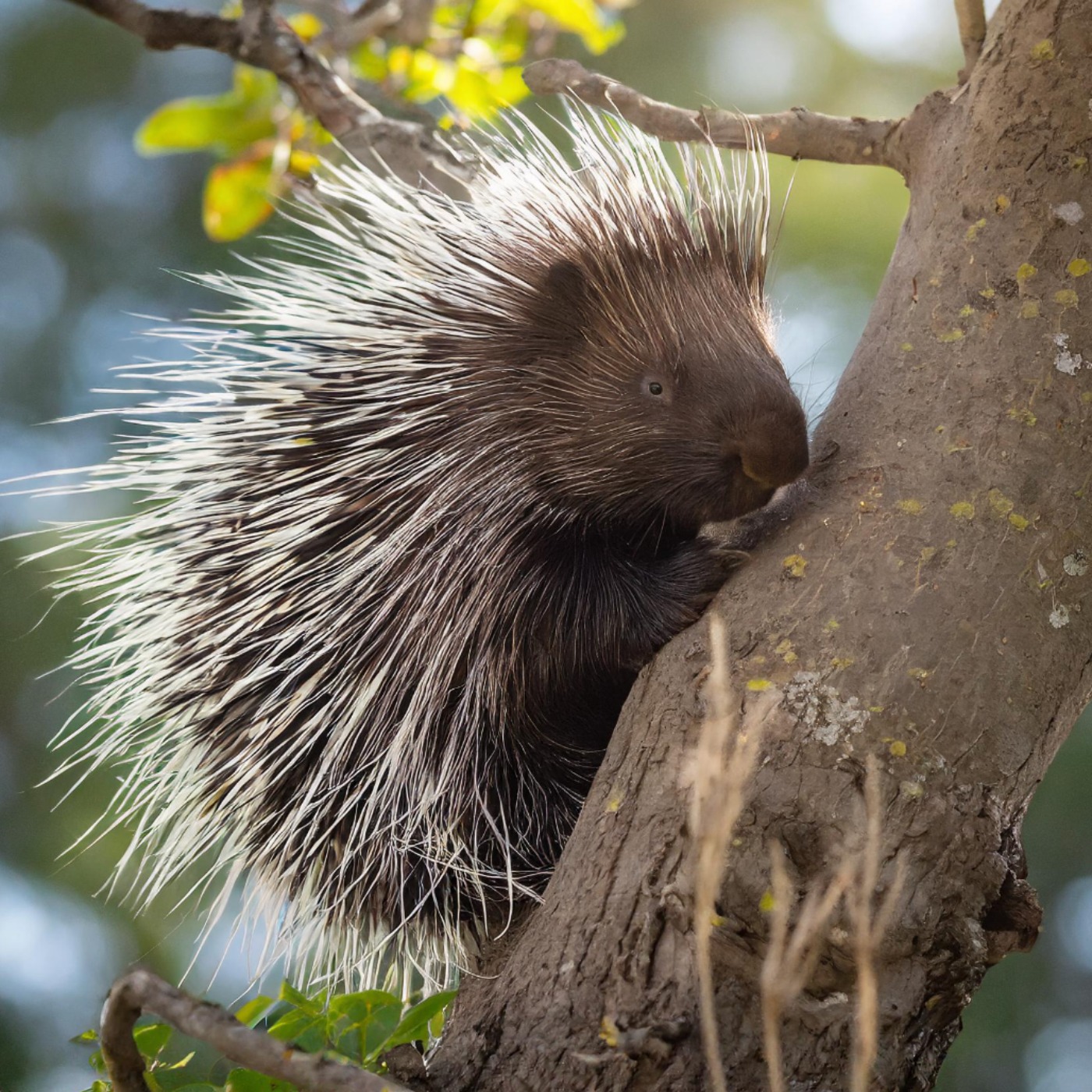 Porcupine (gaag) - Anishinaabe WOTD