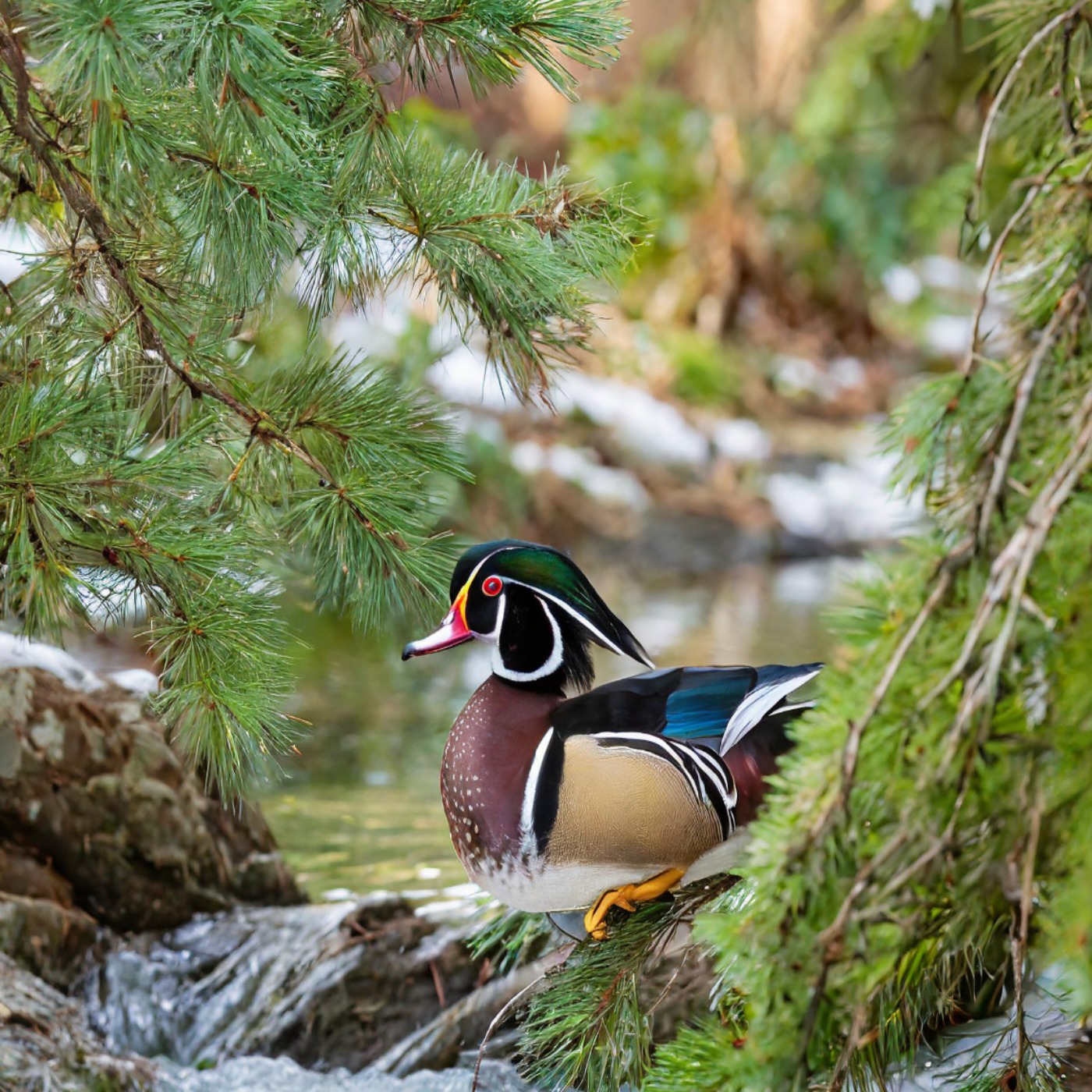 Wood Duck River (ziiamo ziibi) - Anishinaabe WOTD