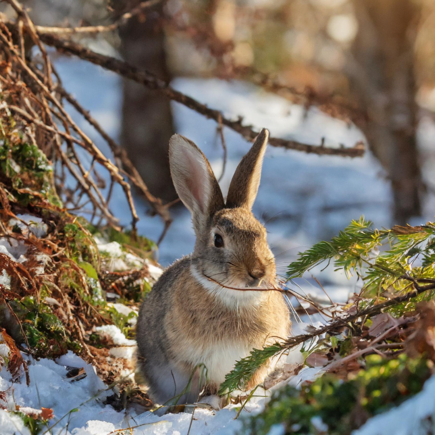 Rabbit (waabooz) - Anishinaabe WOTD