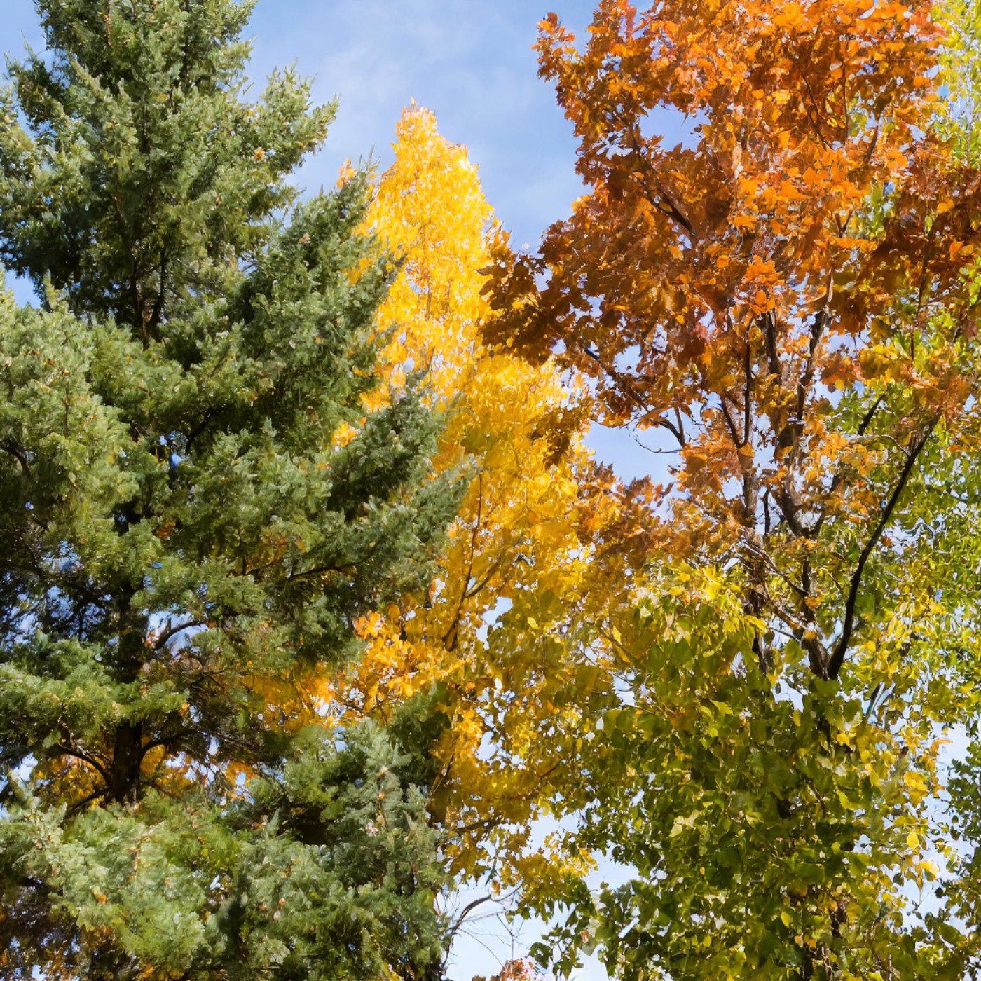 Outside tree (agwajiing mitig) - Anishinaabe WOTD