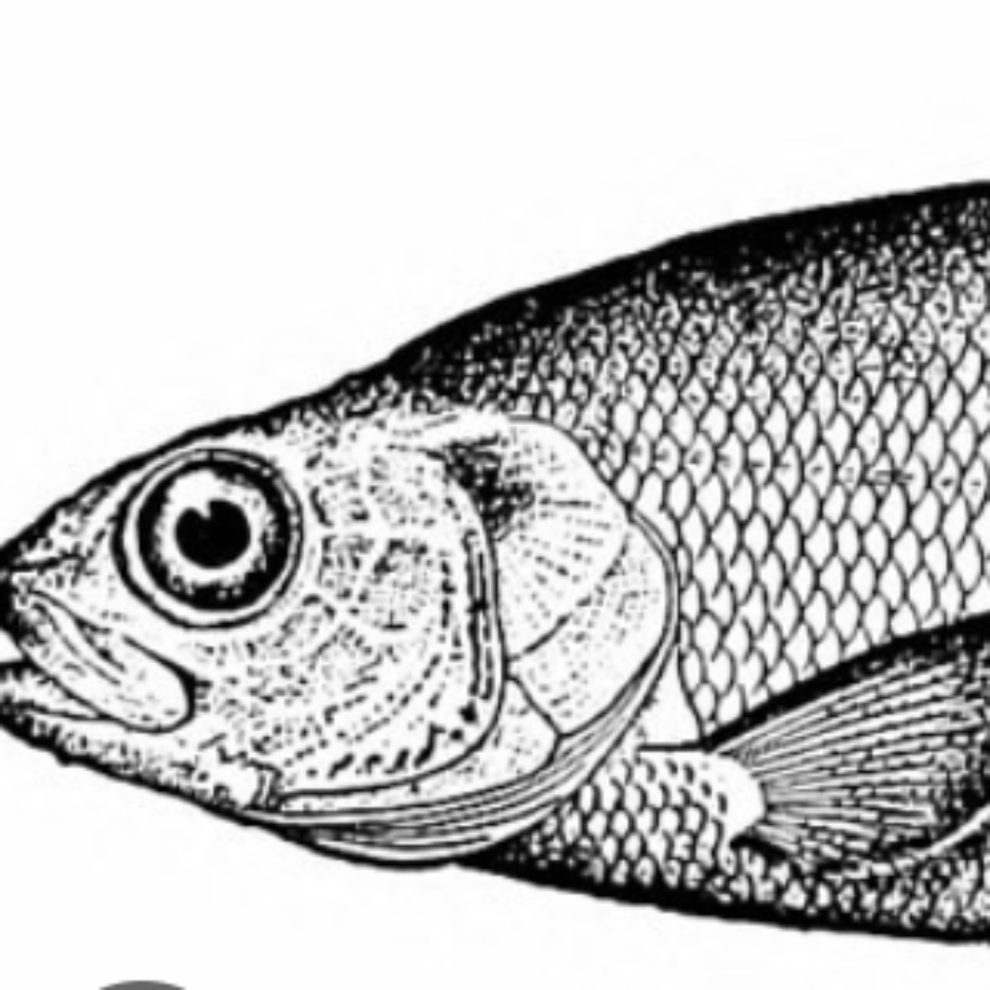 Whitefish (adikameg) - Anishinaabe WOTD