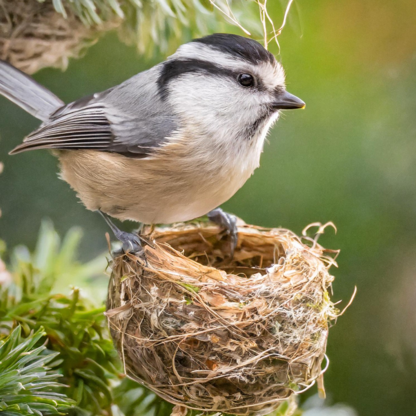Chickadee (gijigijigaaneshiinh) - Anishinaabe WOTD