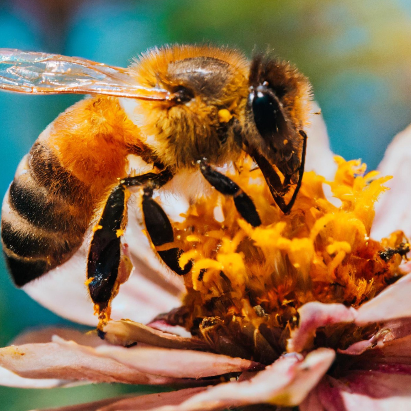 Bee (amoo) - Anishinaabe WOTD