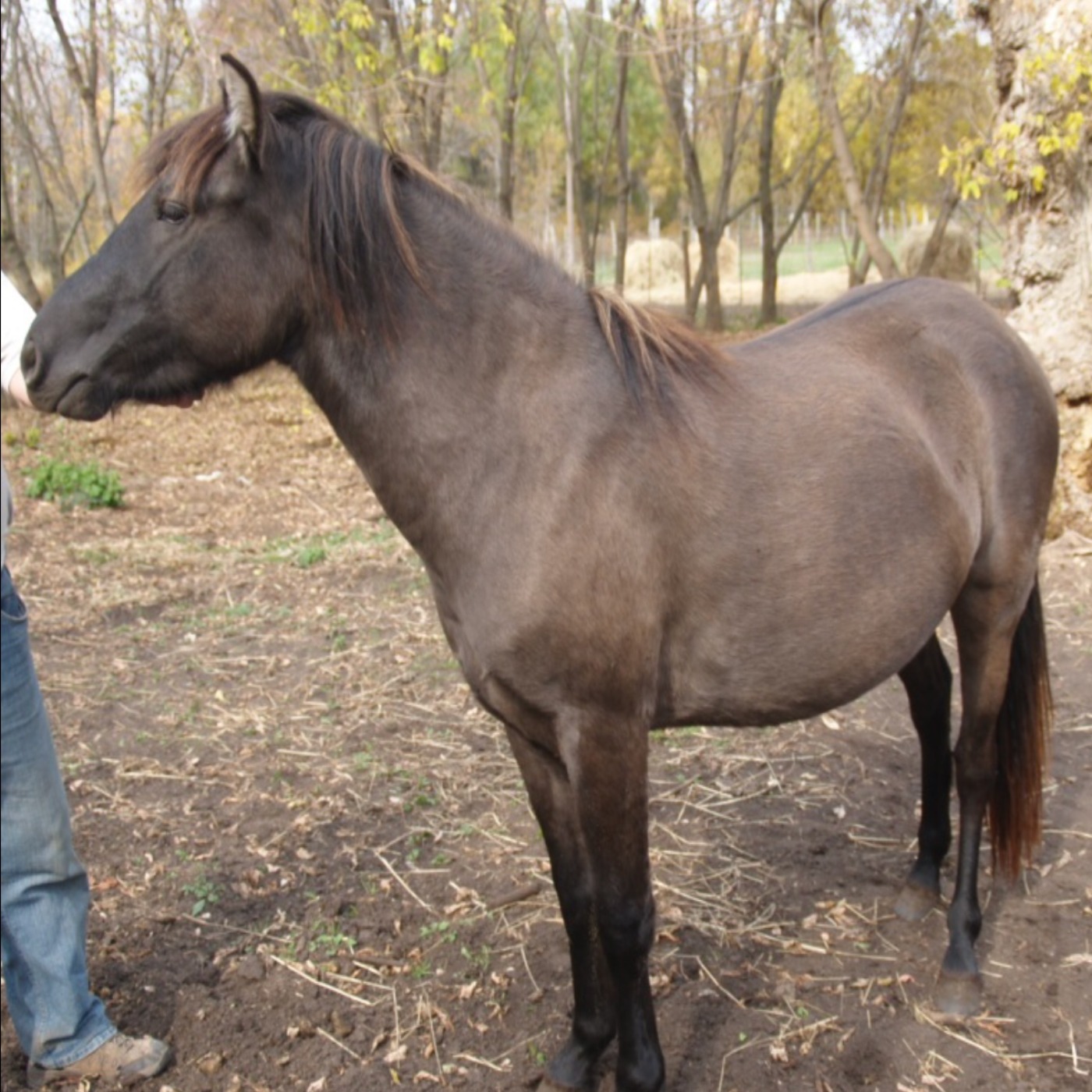 Horse (bebezhigooganzhi) - Anishinaabe WOTD