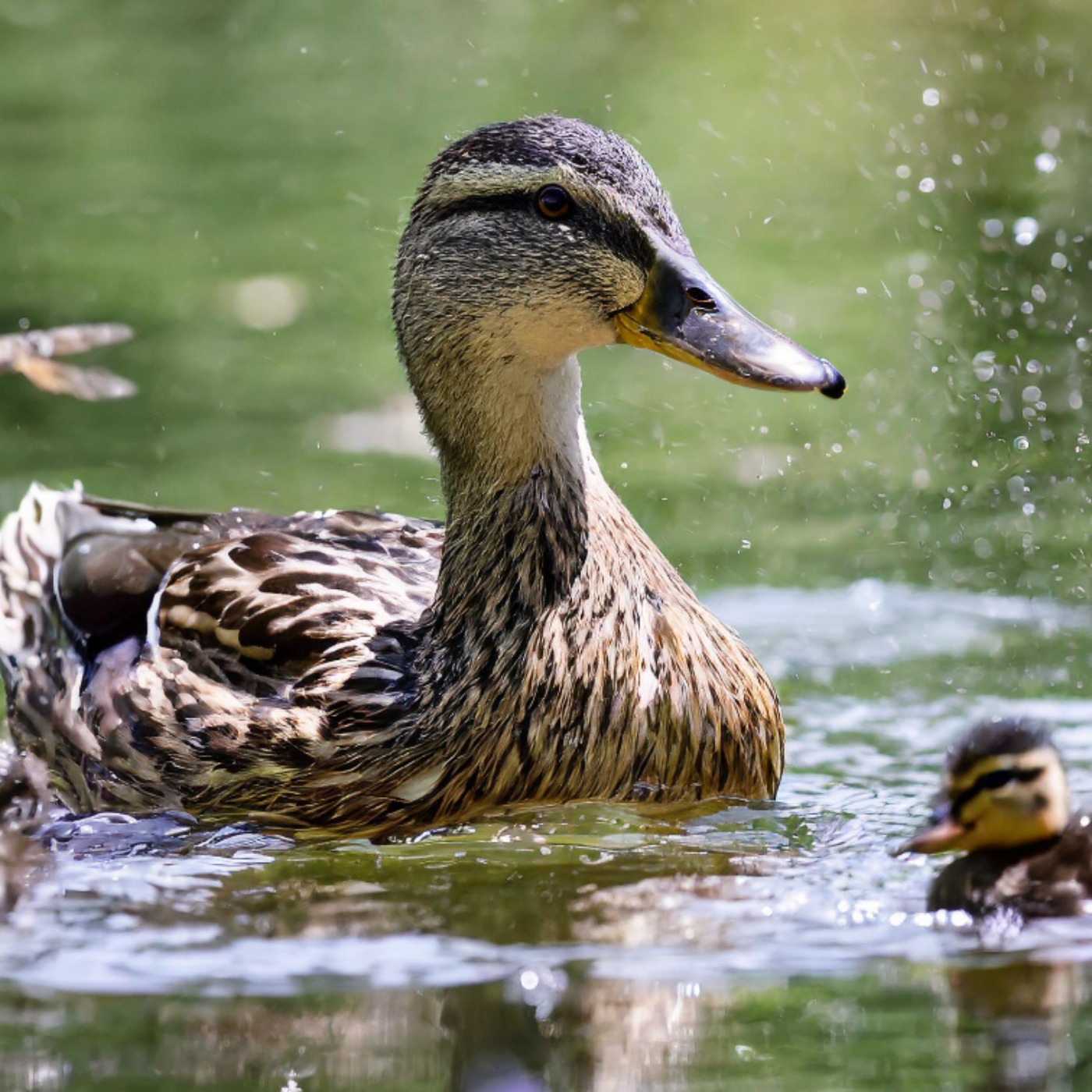 Duck (zhiishiib) - Anishinaabe WOTD