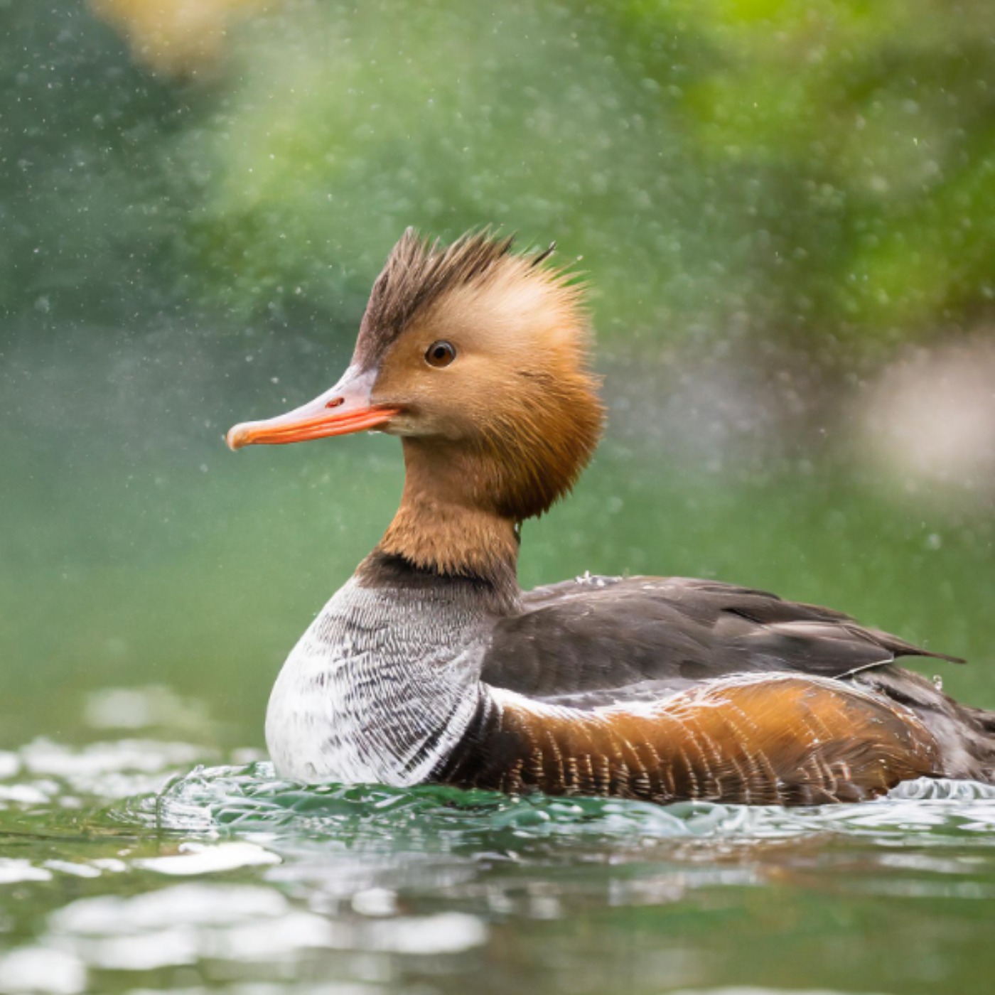 Merganser (anzig) - Anishinaabe WOTD