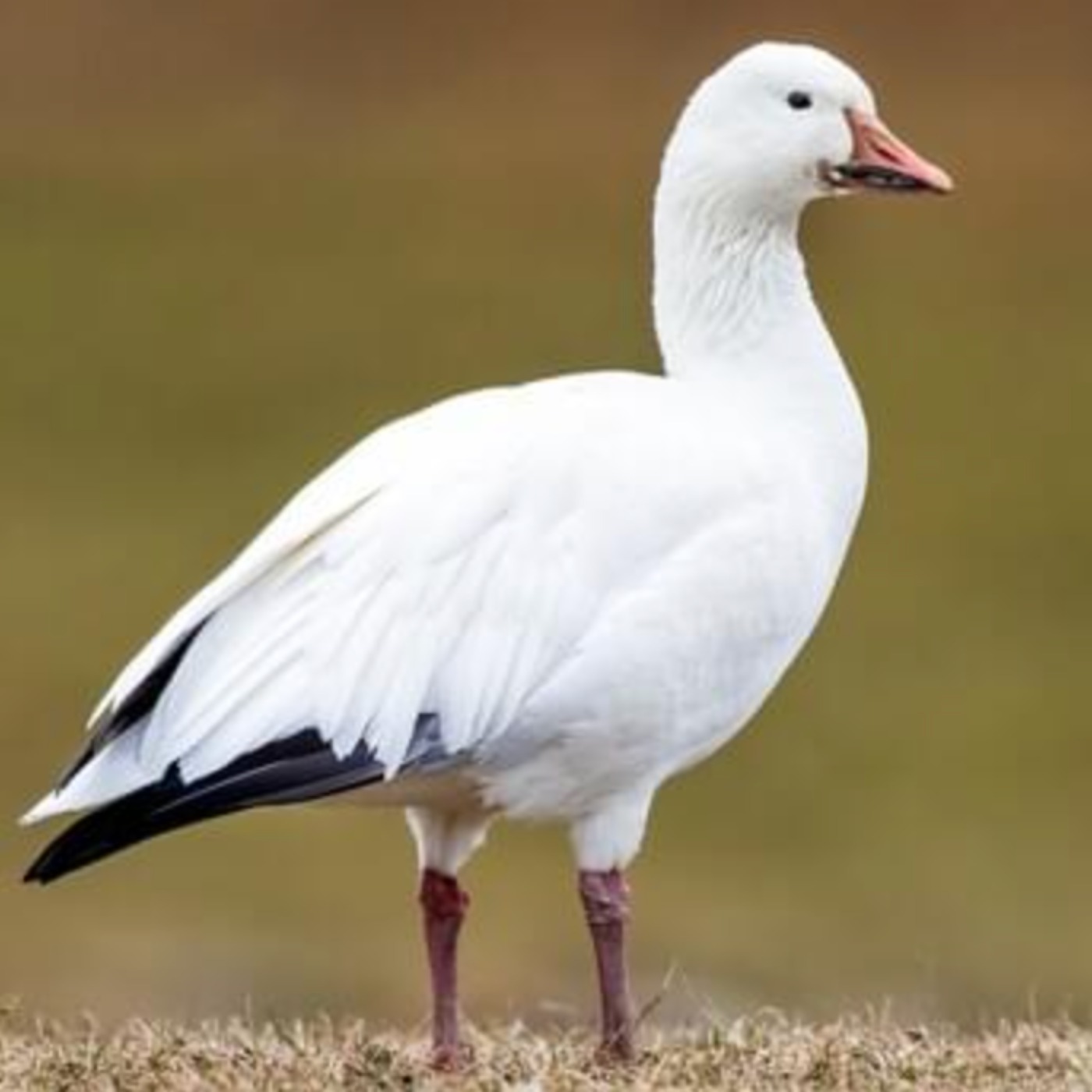 Snow goose (wewe) - Anishinaabe WOTD