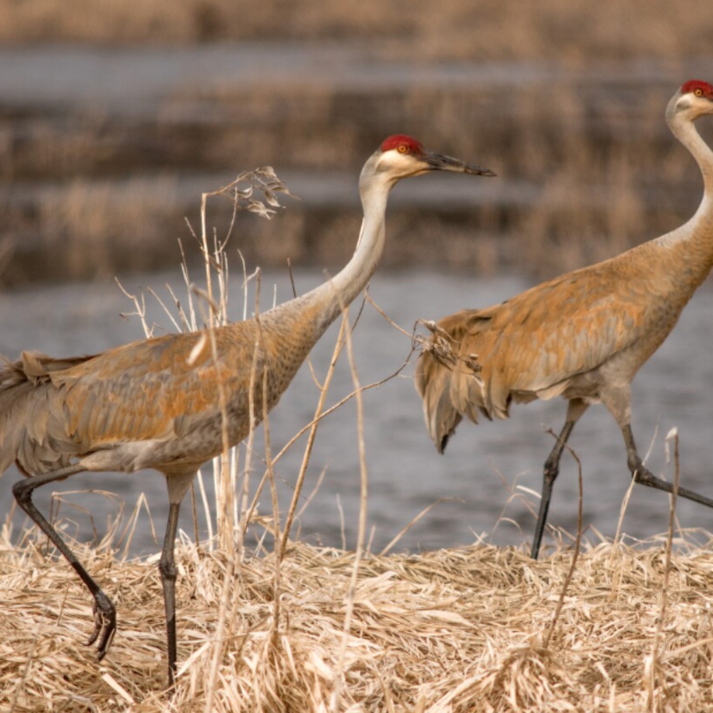 Crane (ajijaak) - Anishinaabe WOTD