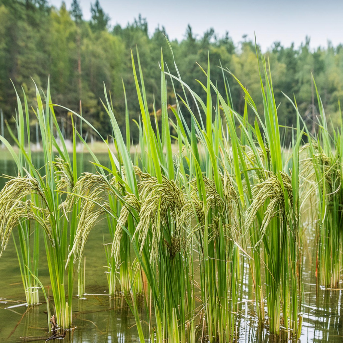Wild rice (manoomin) - Anishinaabe WOTD