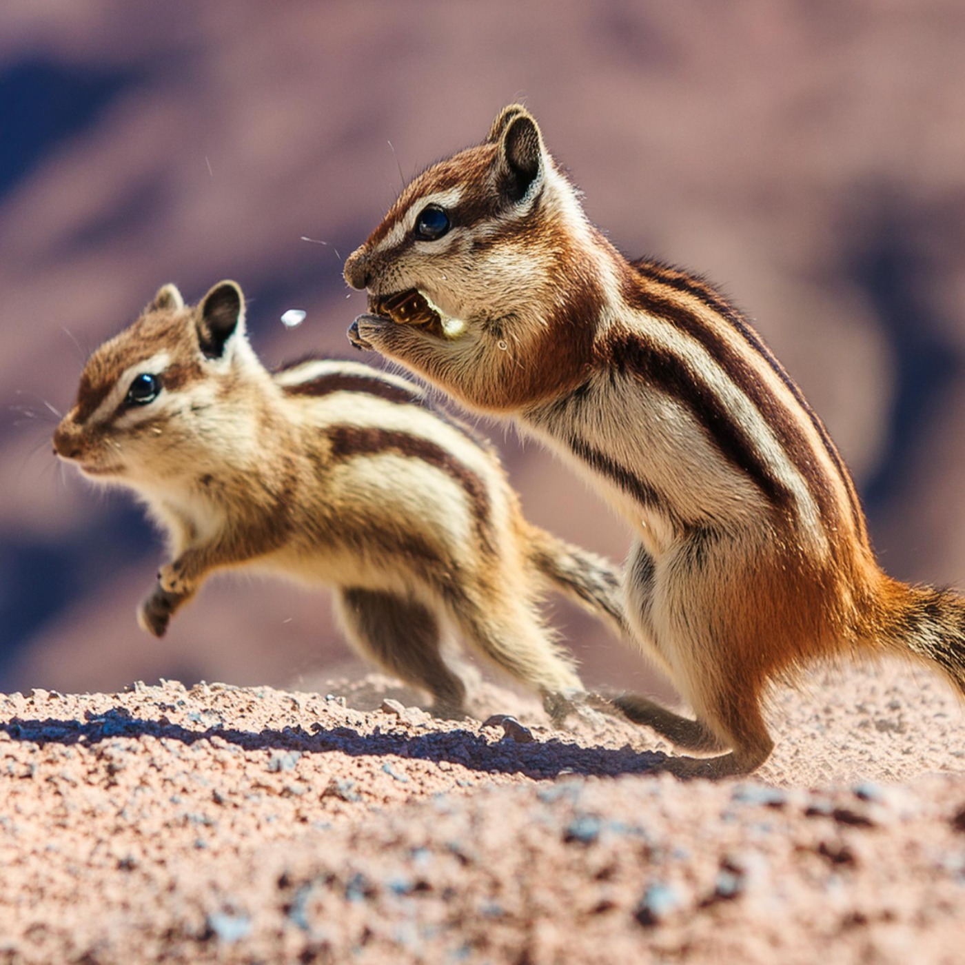 Chipmunk (agongos) - Anishinaabe WOTD