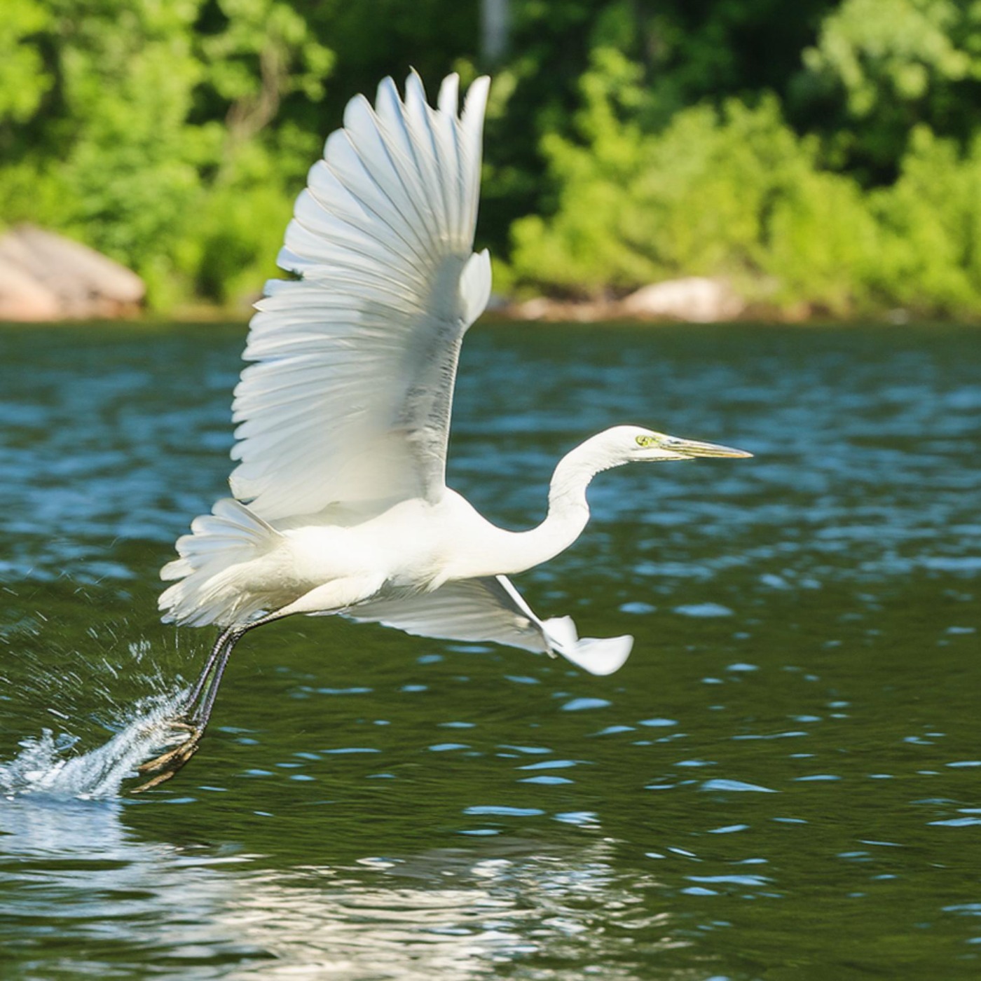 Crane (ajijaak) - Anishinaabe WOTD
