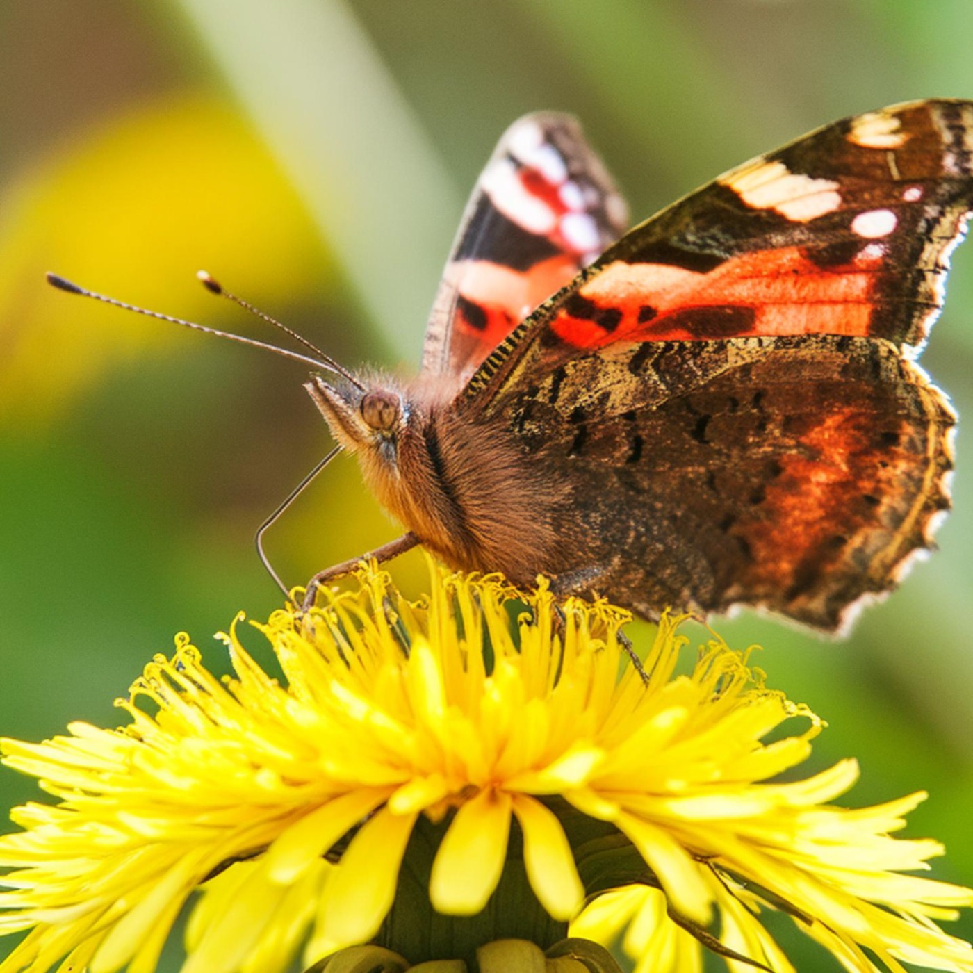 Butterfly (memengwaa) - Anishinsaabe WOTD