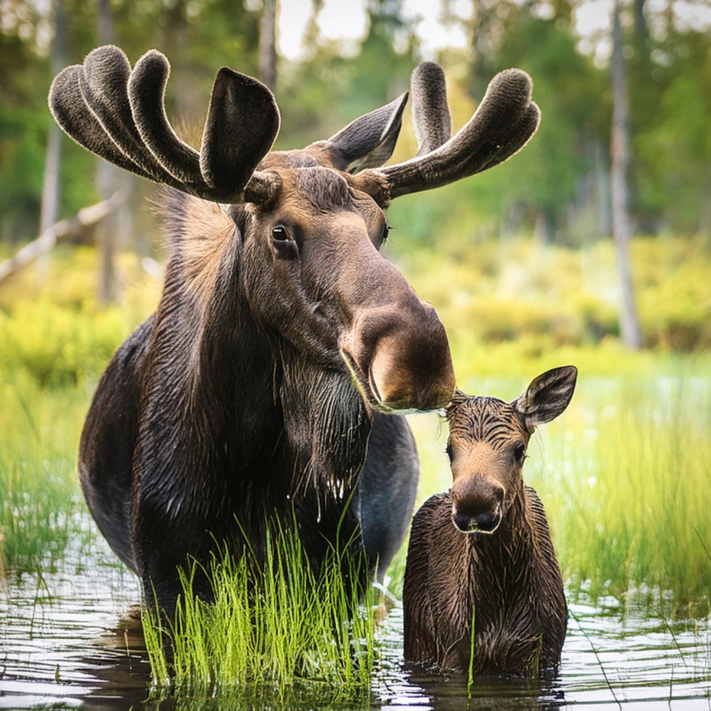 Moose (mooz) - Anishinaabe WOTD