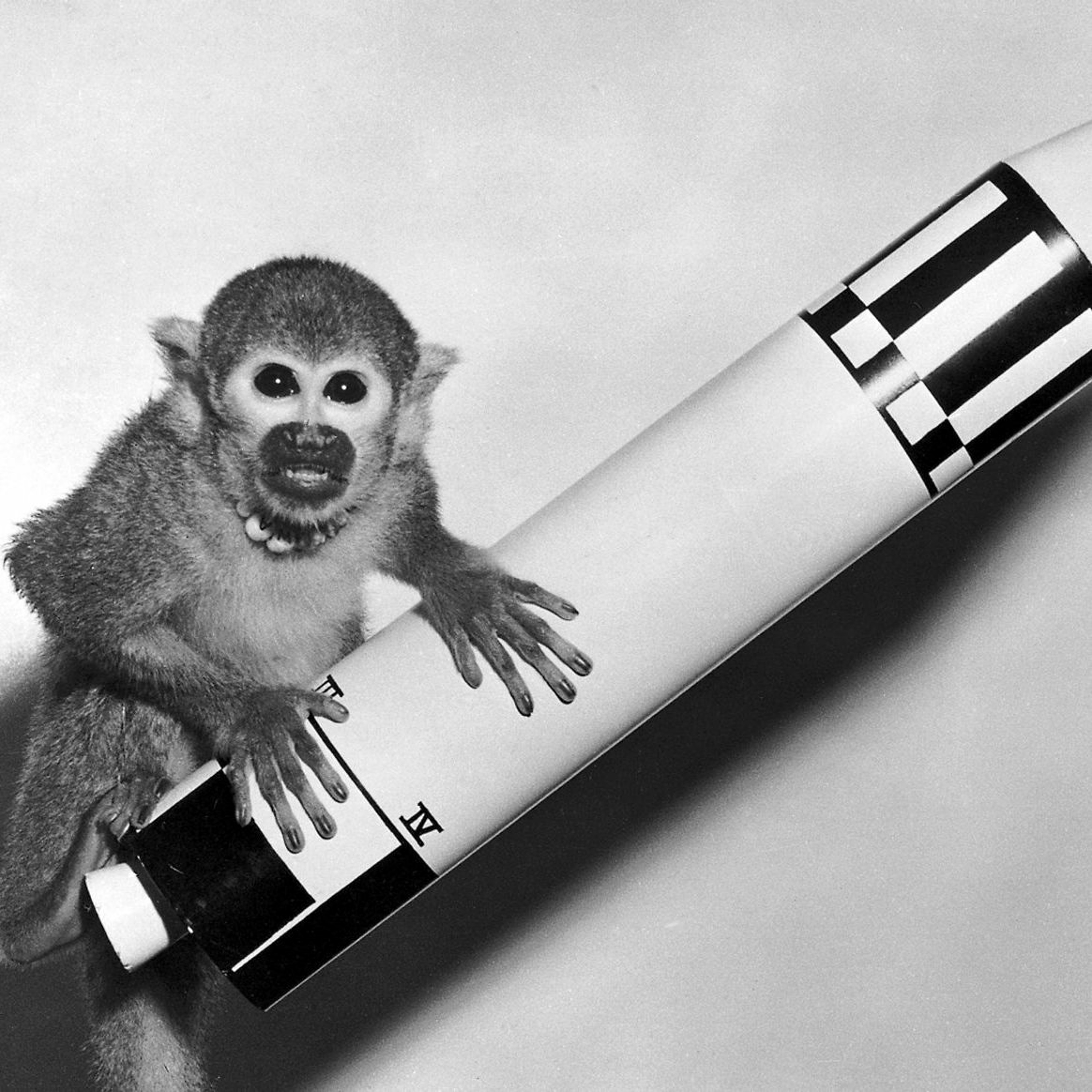 The Pioneering Animals of Space Travel