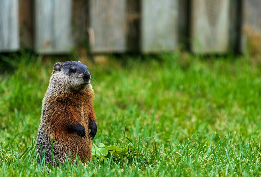 The Reality of Punxsutawney Phil