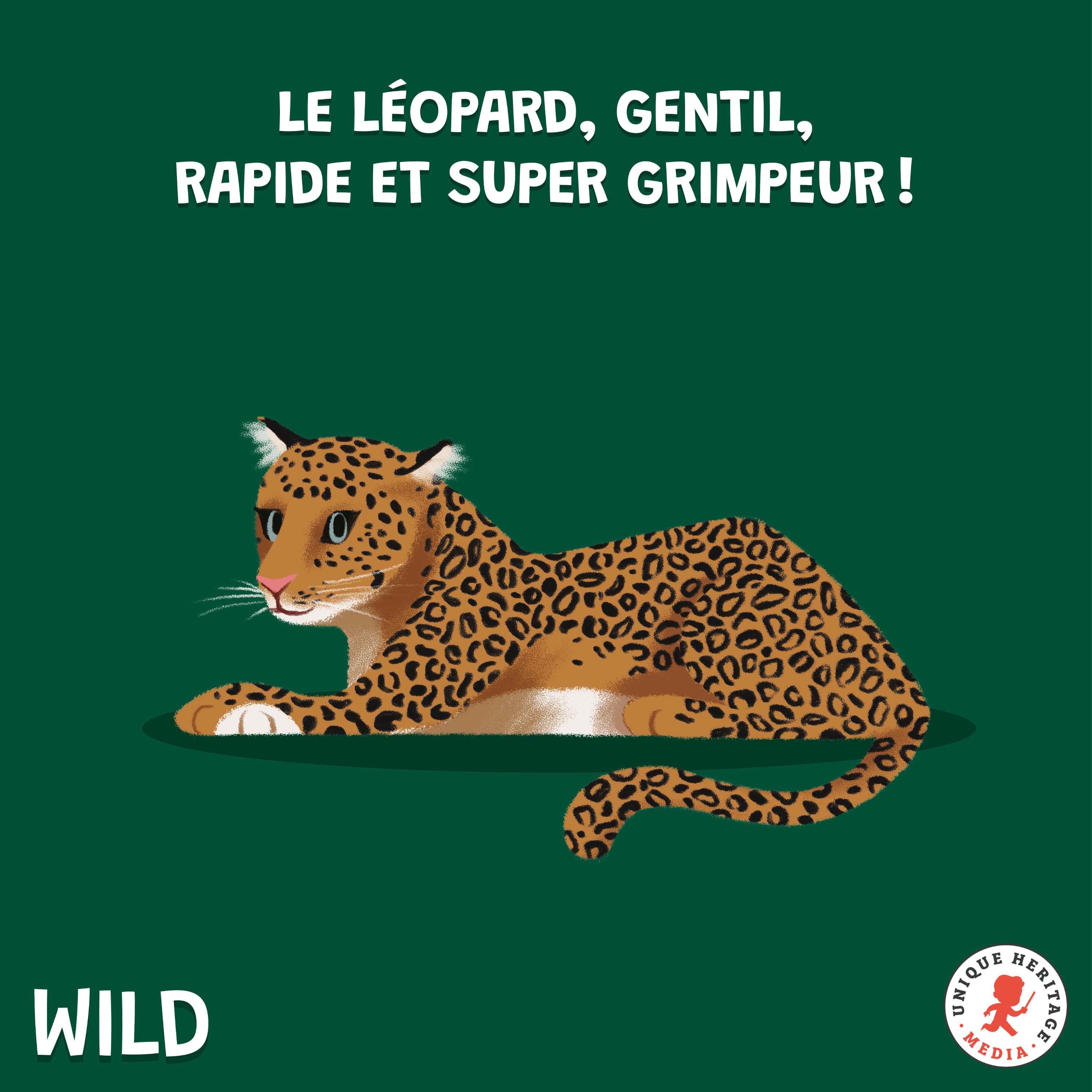 Le Léopard, gentil, rapide et super grimpeur !