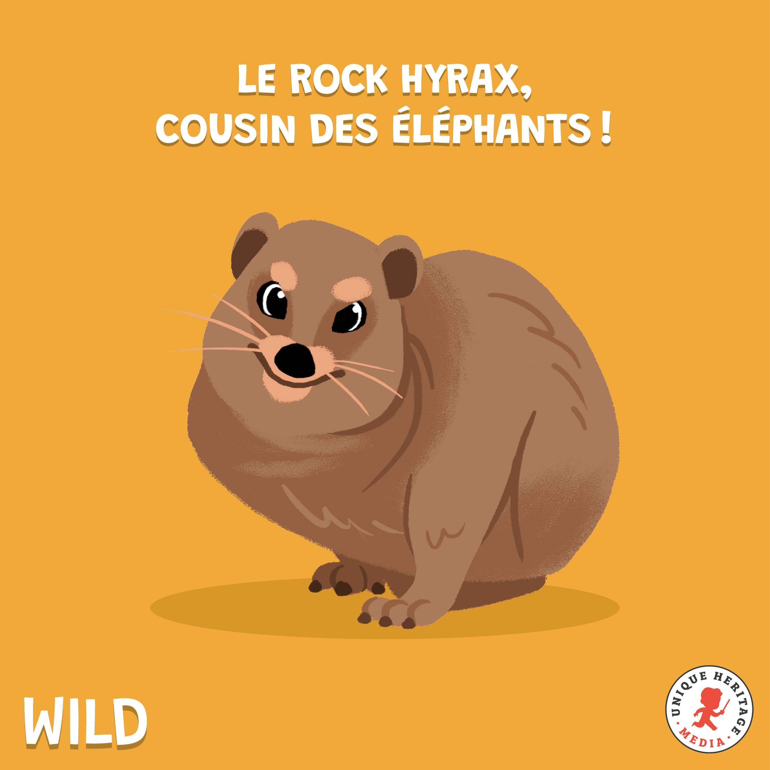 Le Rock Hyrax, cousin des éléphants !