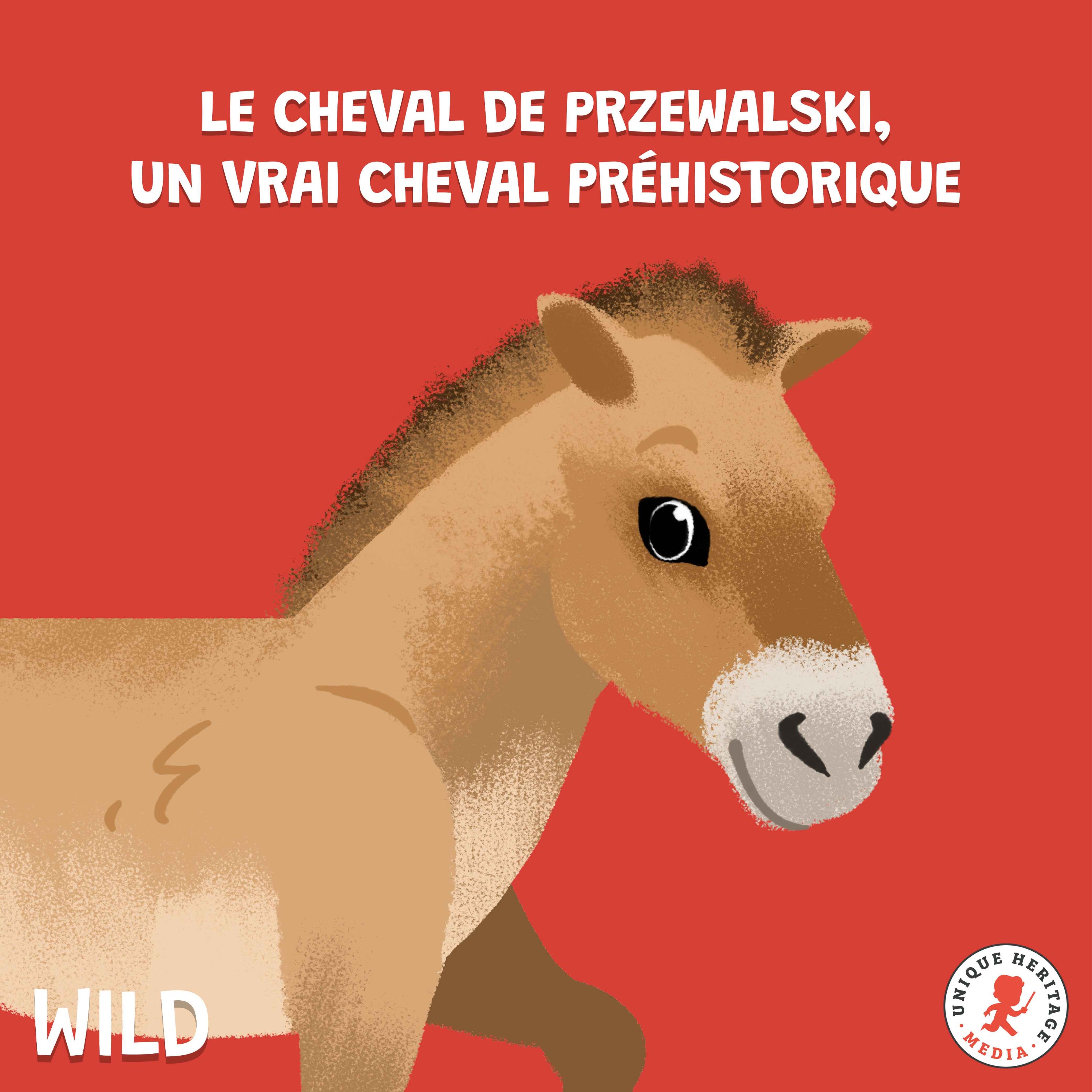 Le Cheval de Przewalski, un vrai cheval préhistorique (Partie 2)