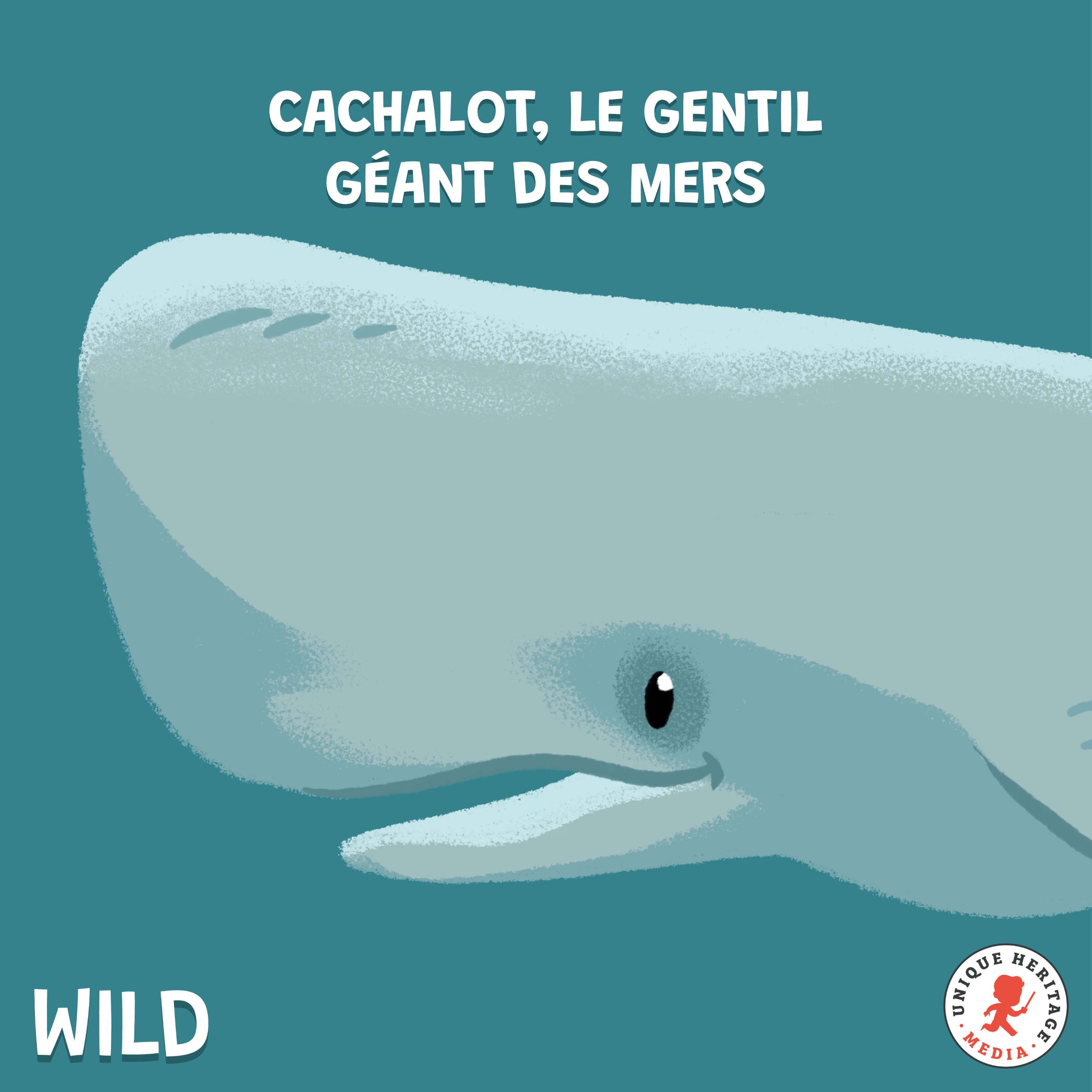 cover art for Le Cachalot, le gentil géant des mers 