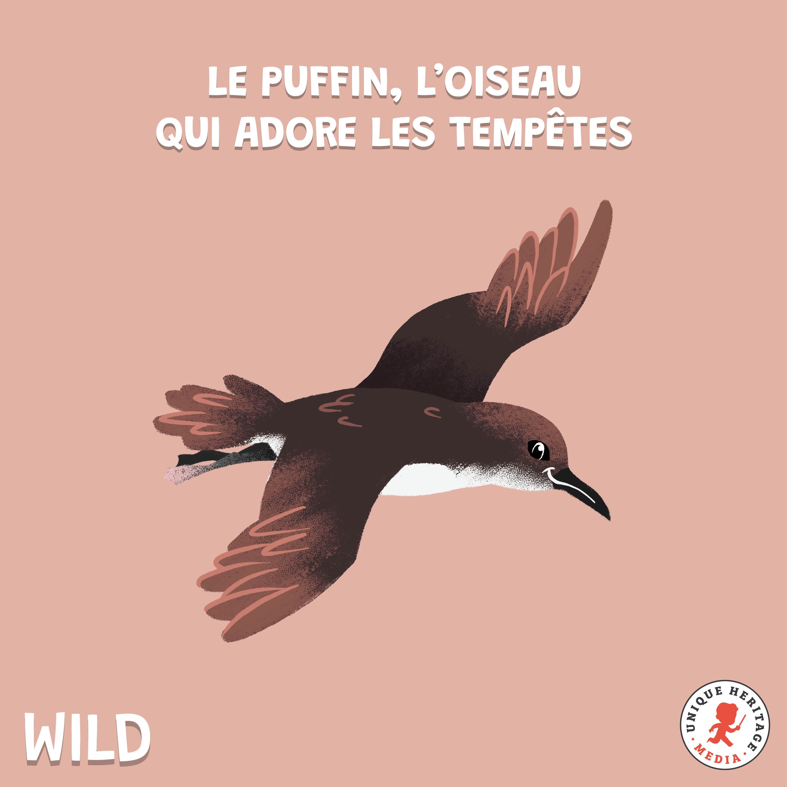 cover art for Le Puffin Yelkouan l'oiseau qui adore les tempêtes 