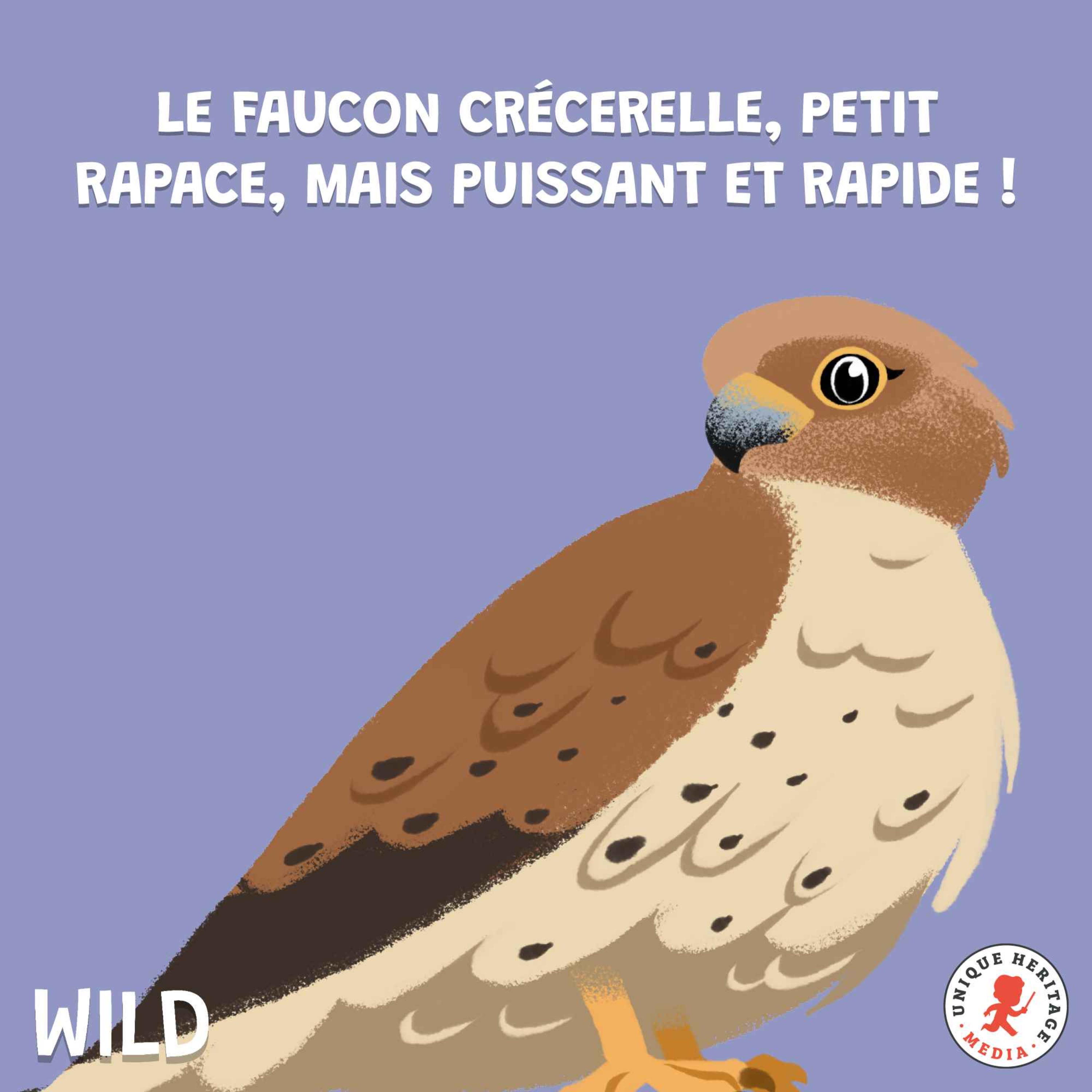 cover art for Le Faucon crécerelle, petit puissant et rapide !