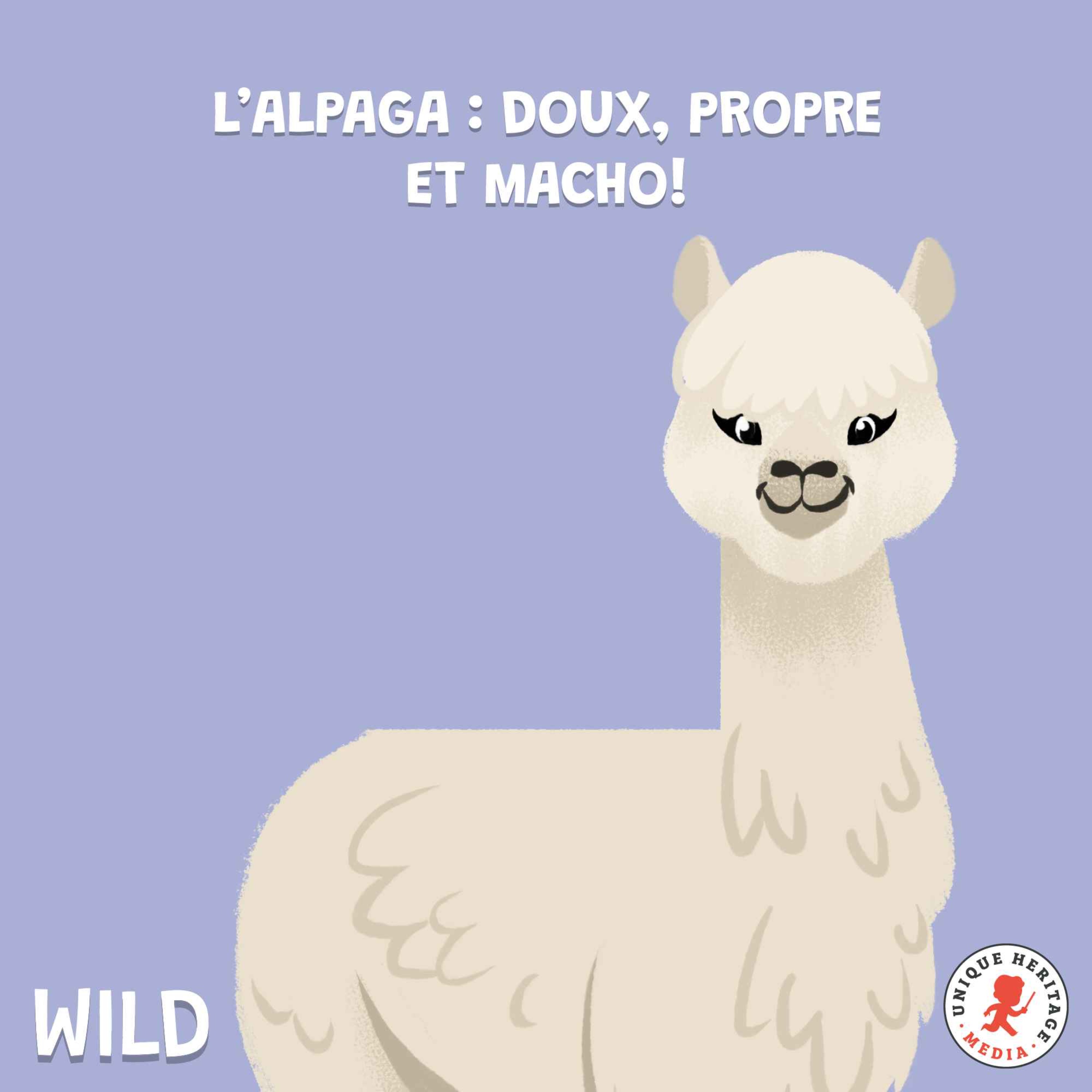 cover art for L'Alpaga : doux, propre et macho !
