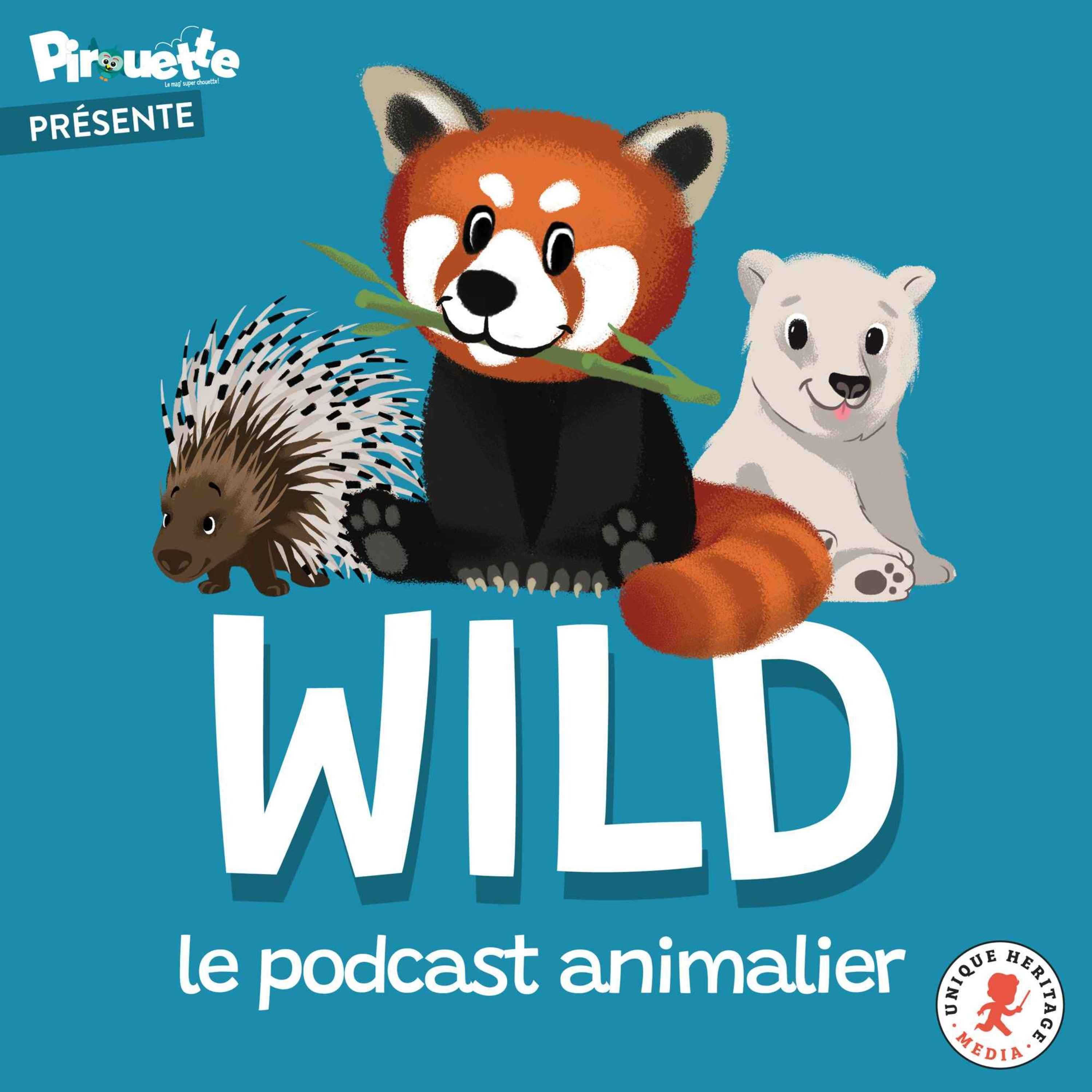 Wild, spécial question des auditeurs !