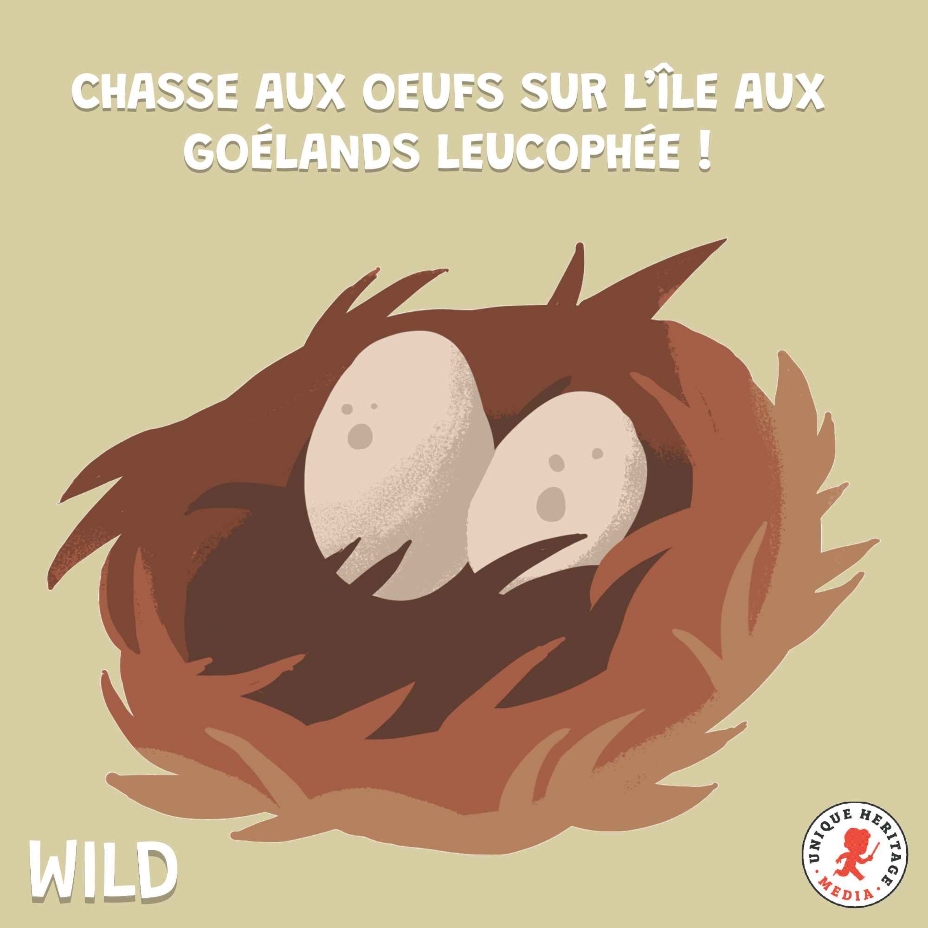 Chasse aux oeufs sur l’île aux goélands leucophée