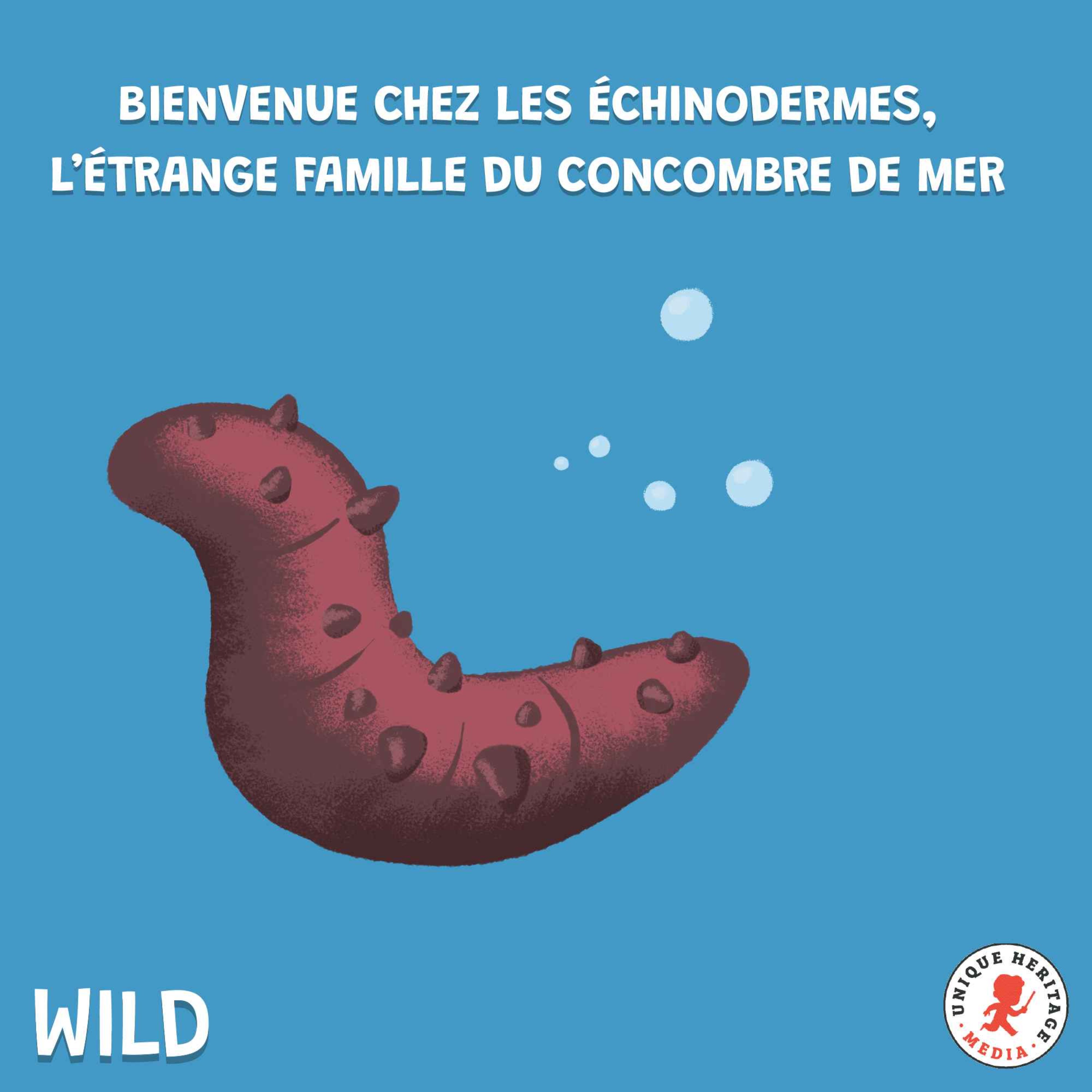 Bienvenue chez les échinodermes, l’étrange famille du concombre de mer !