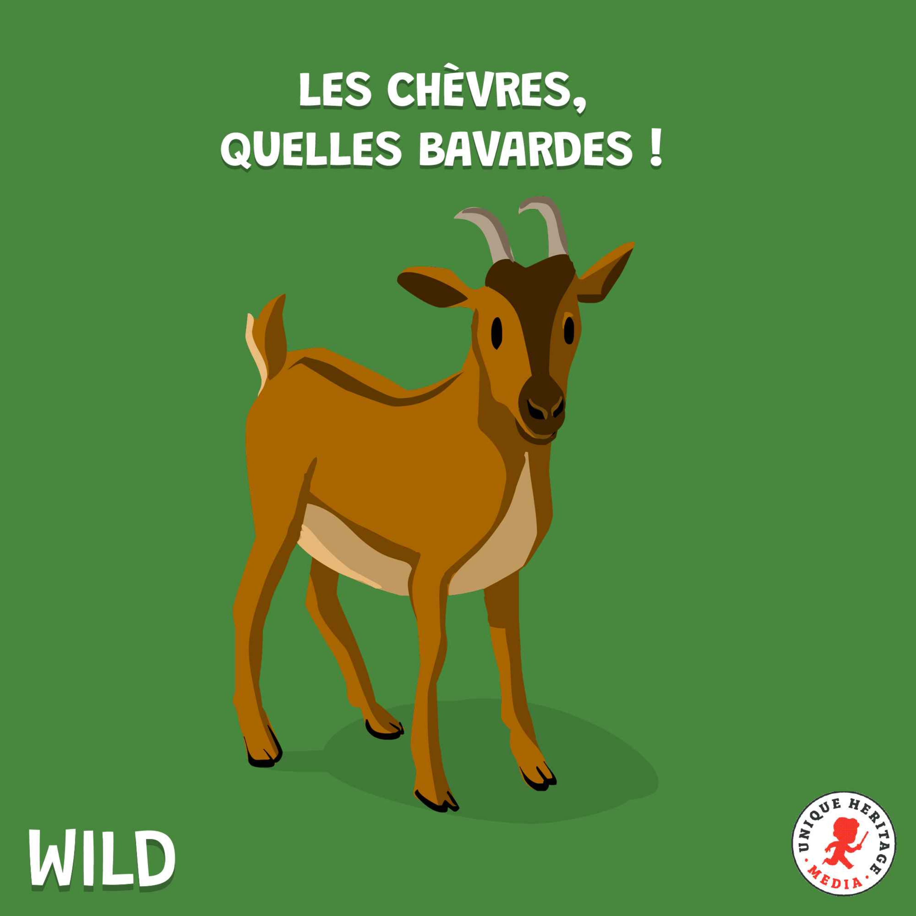 Les chèvres, quelles bavardes !