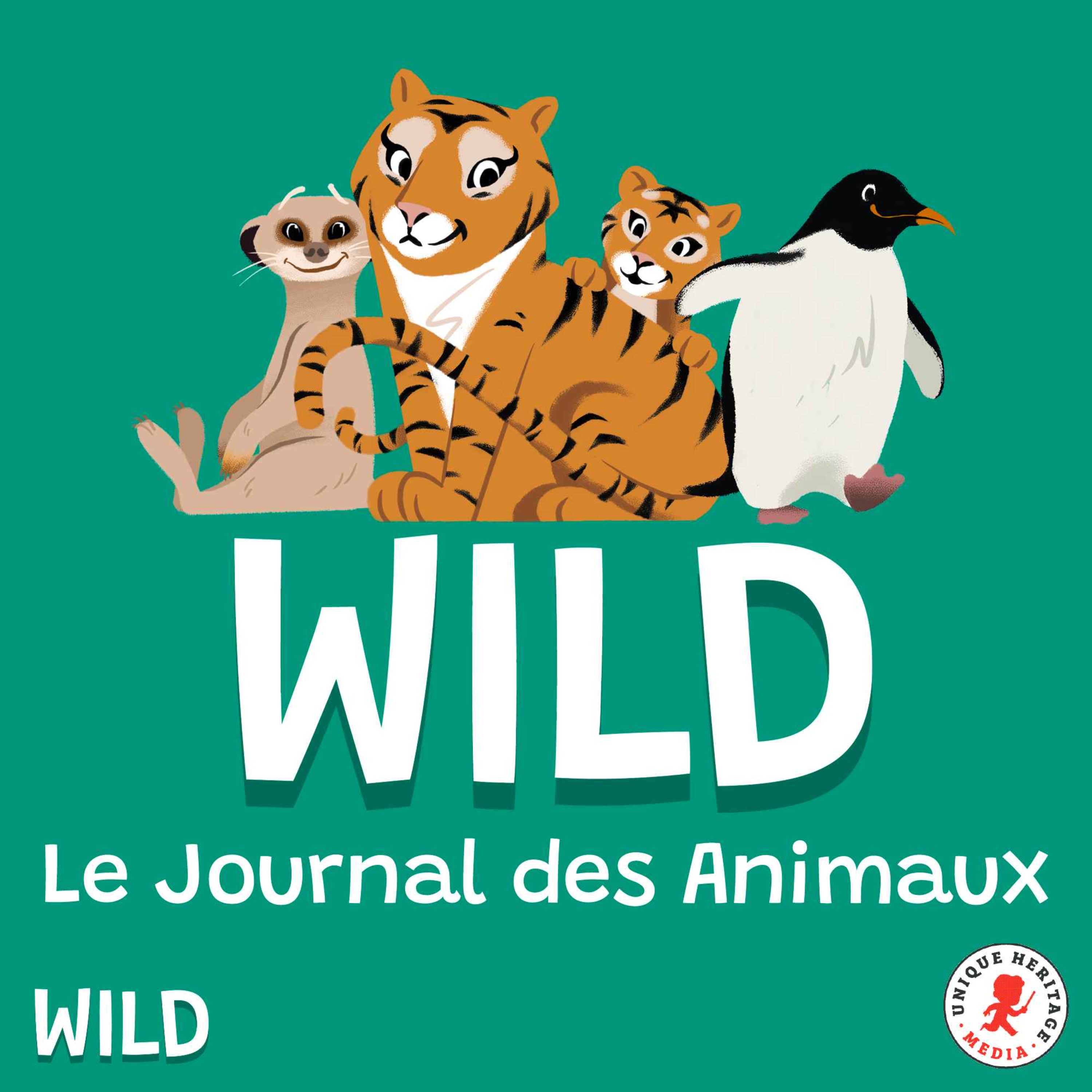 Wild, le podcast animalier - Les fabuleuses moustaches des éléphants