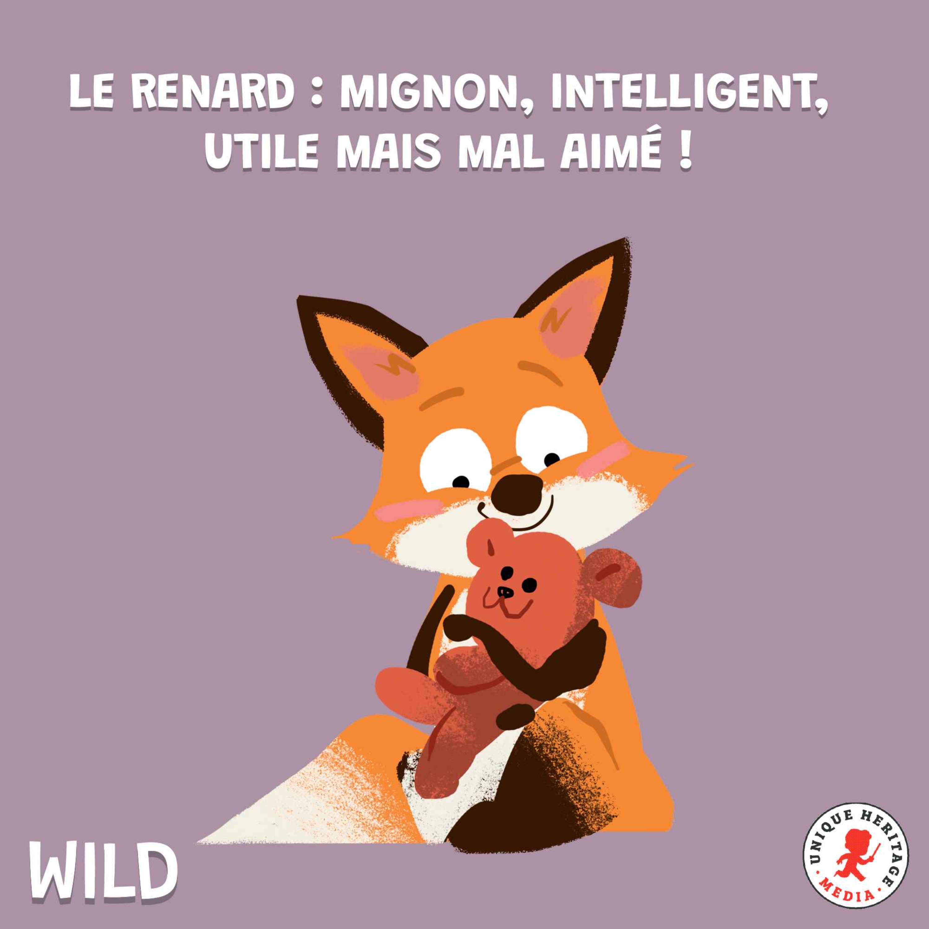 Wild, le podcast animalier - Le renard : mignon, intelligent, utile mais mal aimé ! (2/2)