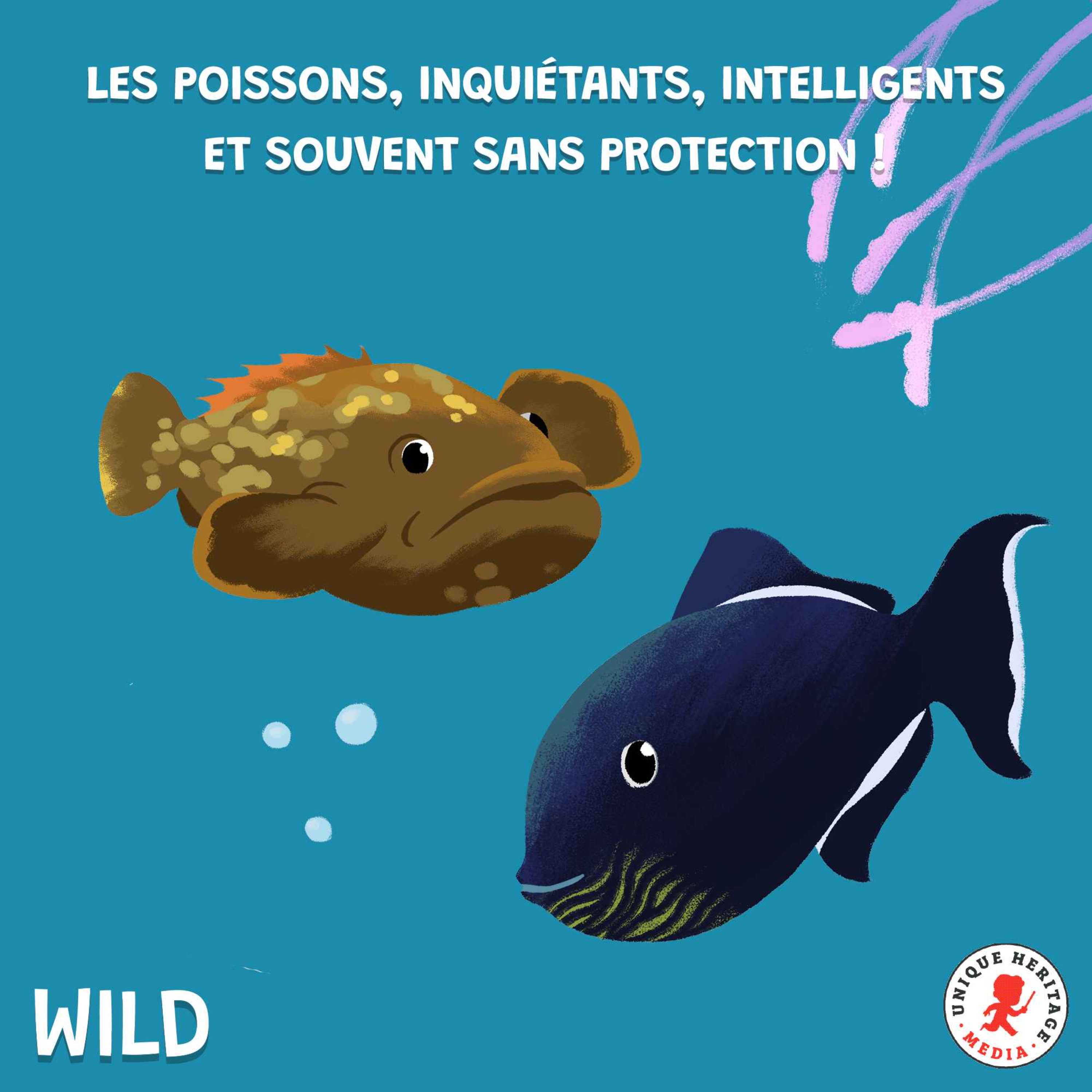 Wild, le podcast animalier - Les poissons : inquiétants, intelligents et souvent sans protection !