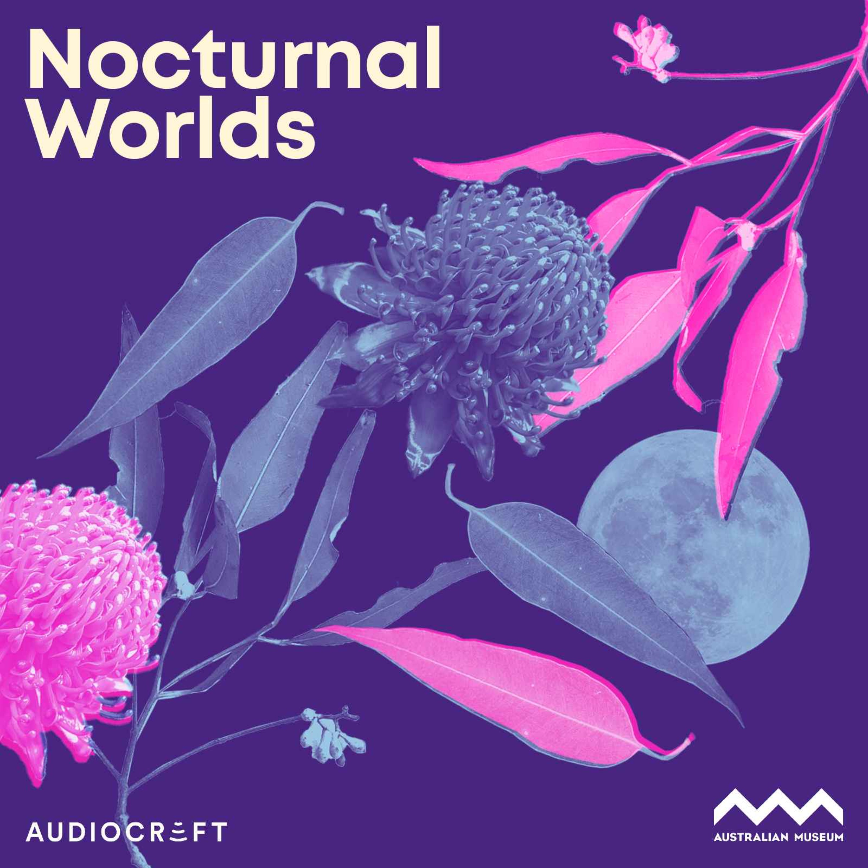 Nocturnal Worlds