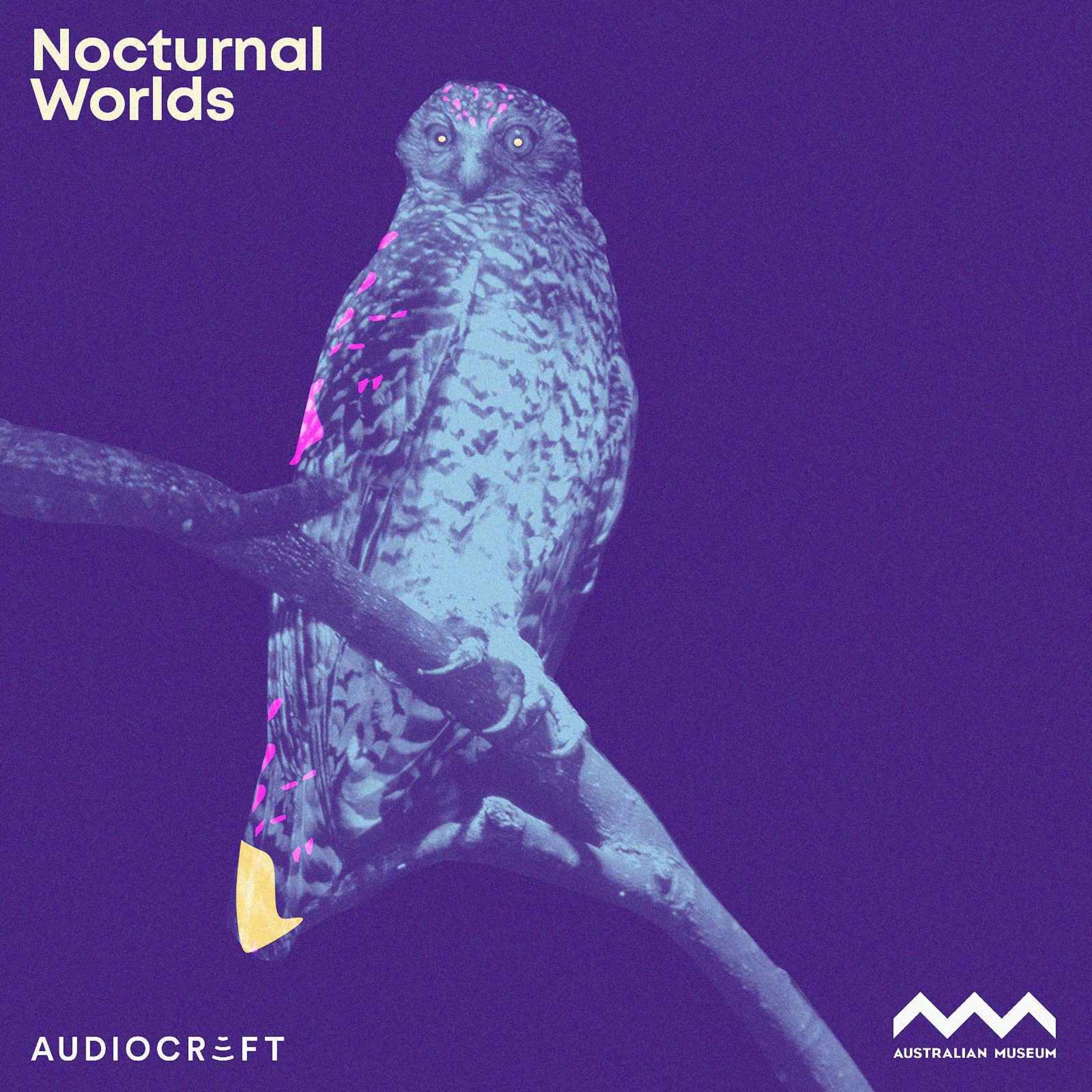 cover art for Soundscape - Powerful Owl