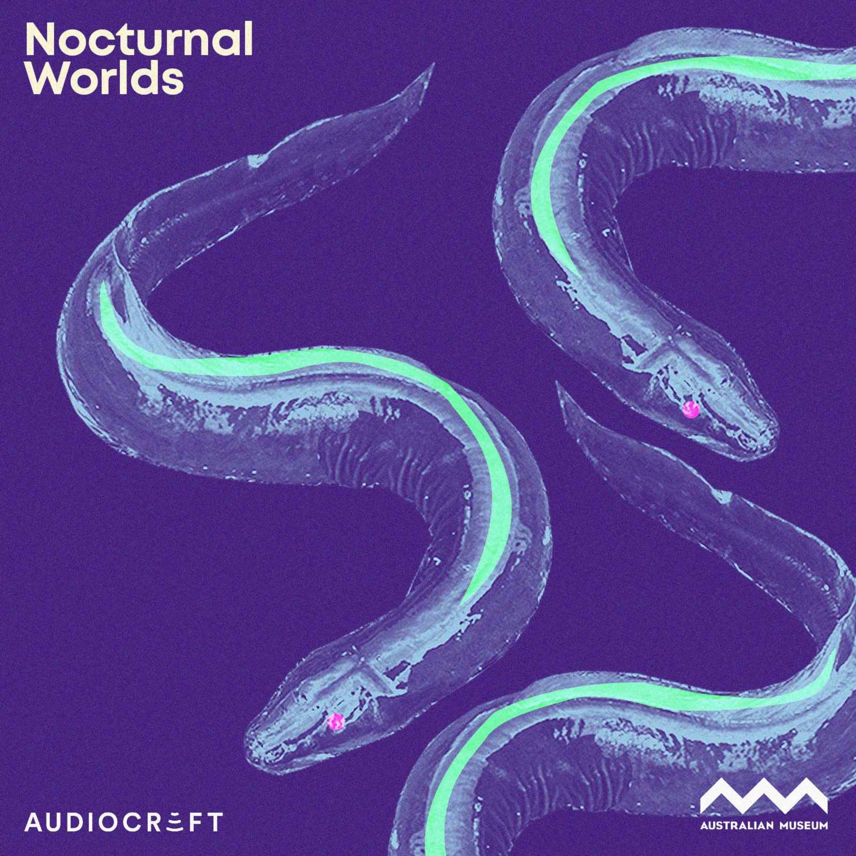 cover art for Soundscape - Long-Finned Eel