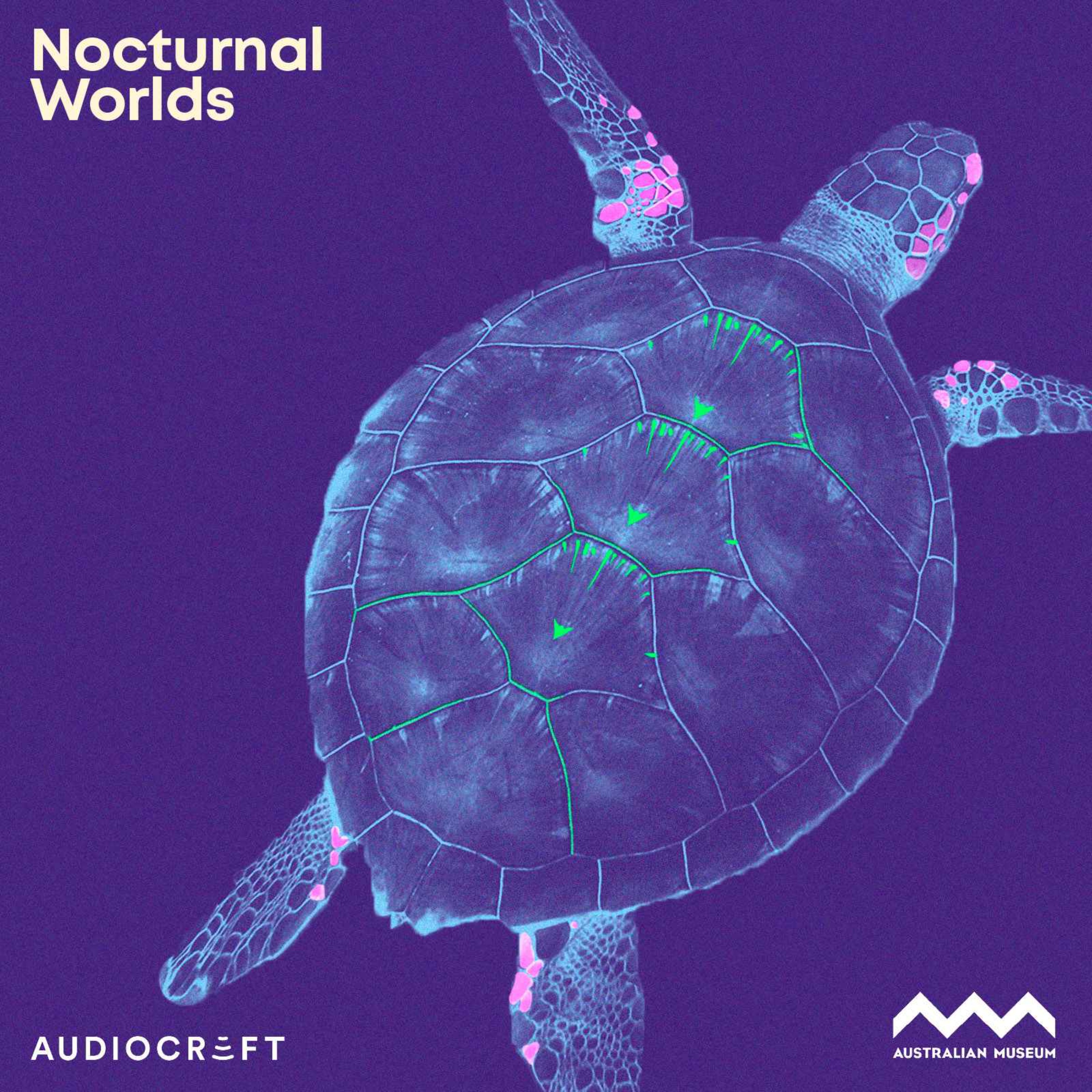 Nocturnal Worlds