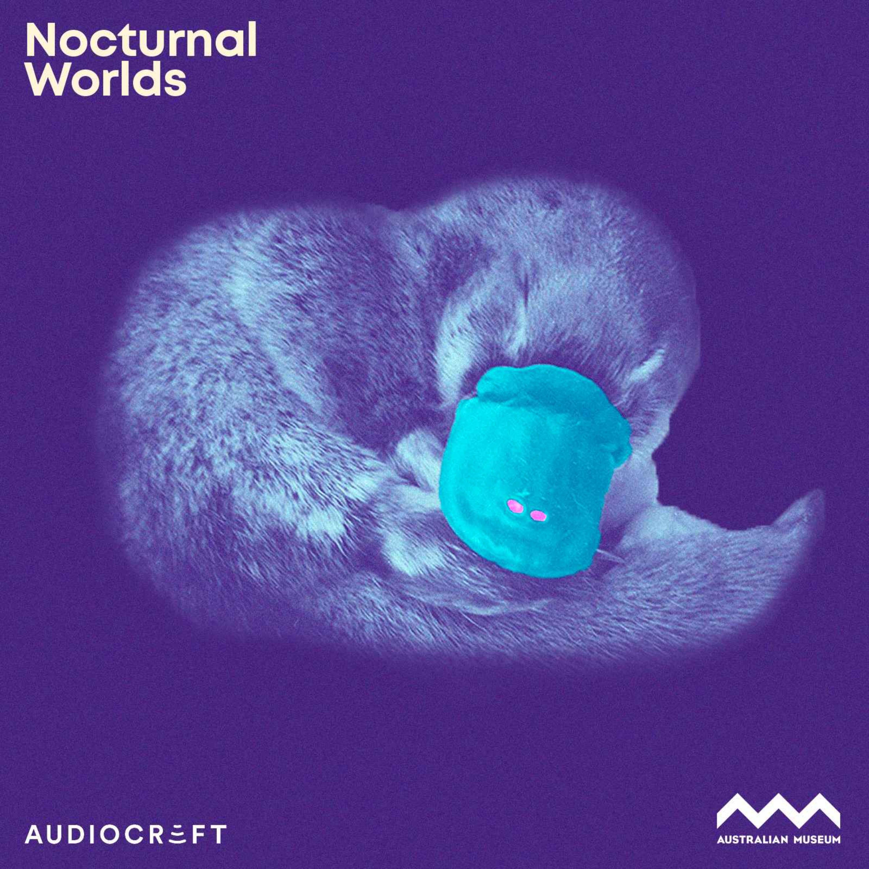 Nocturnal Worlds