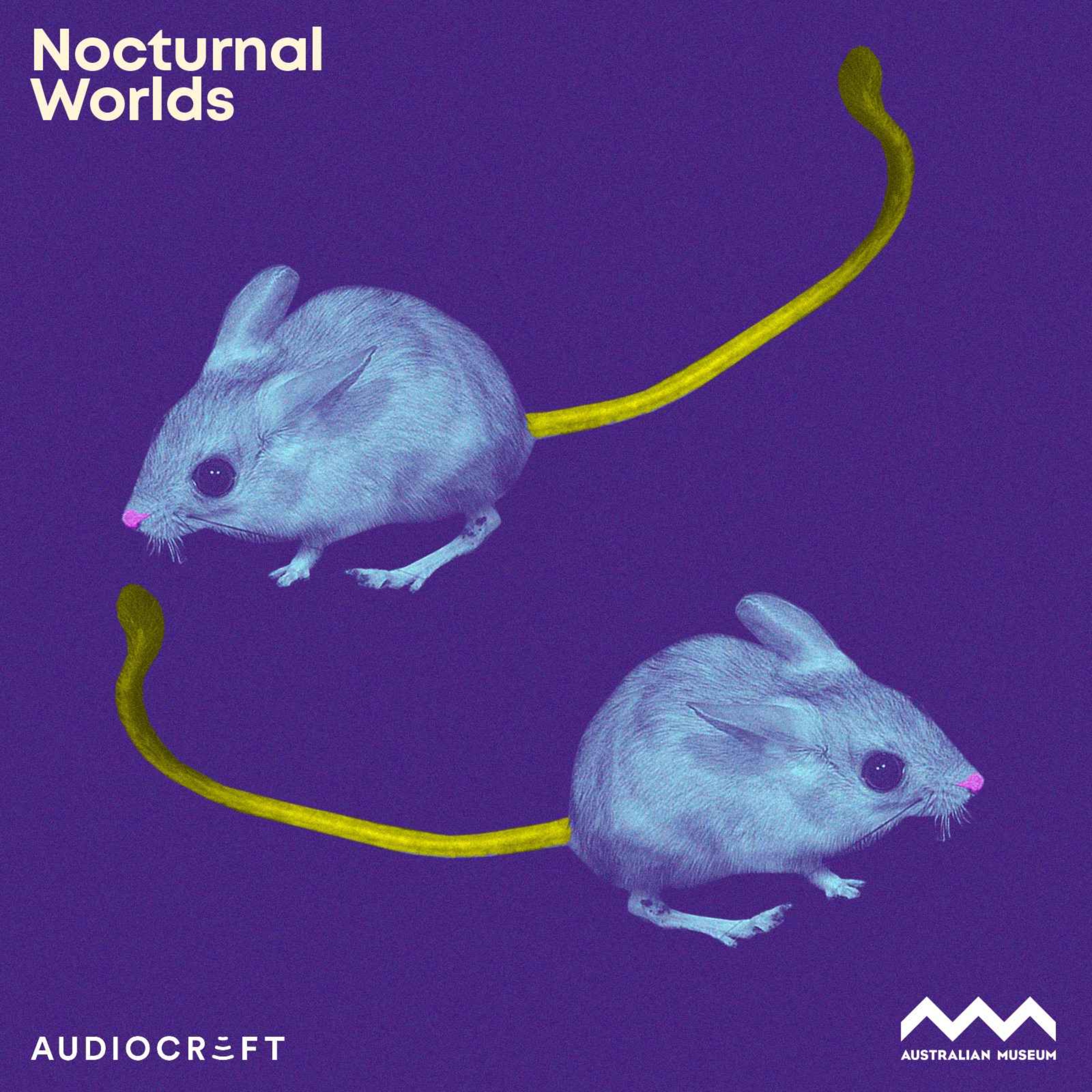 Nocturnal Worlds