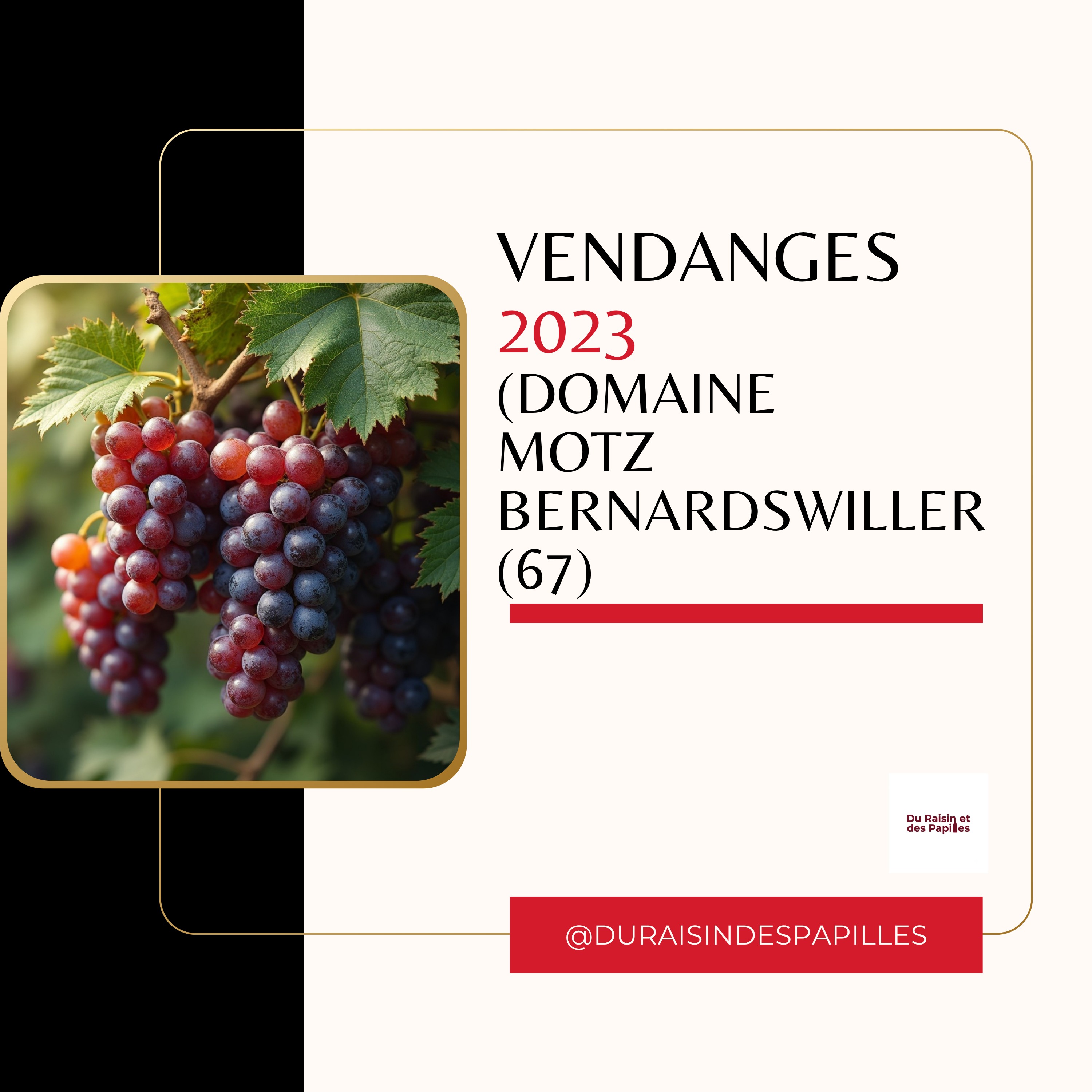 [Rediff] Les vendanges 2023 au Domaine Motz