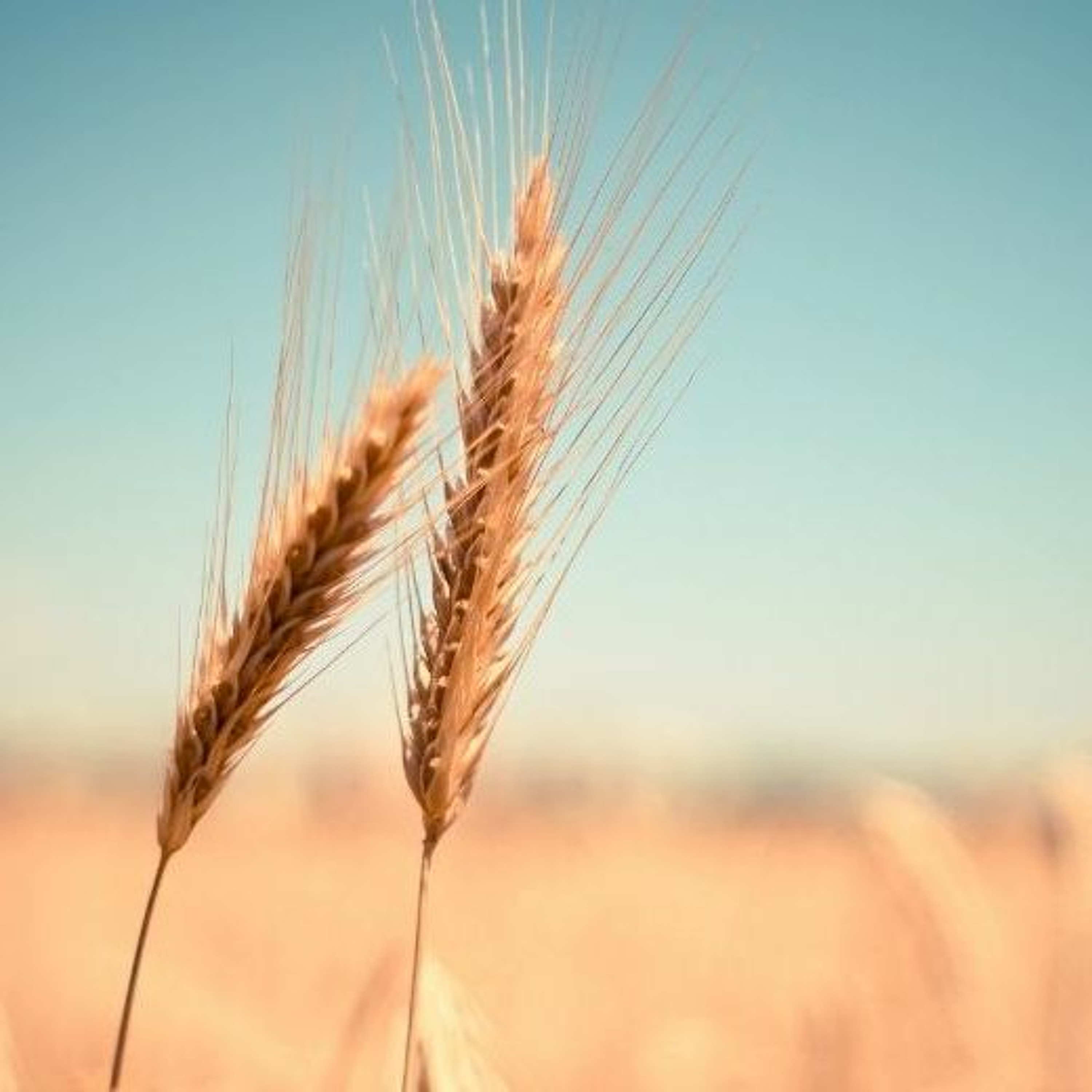 #082 Q&A Hur viktigt är det att helt utesluta gluten? episode artwork