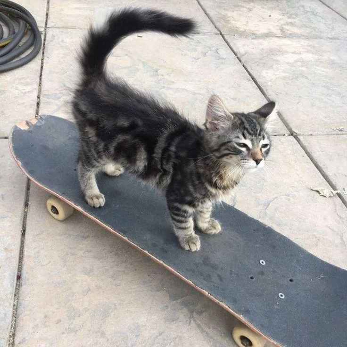 Poewk's Podcast: radical cat on a skateboard episode artwork