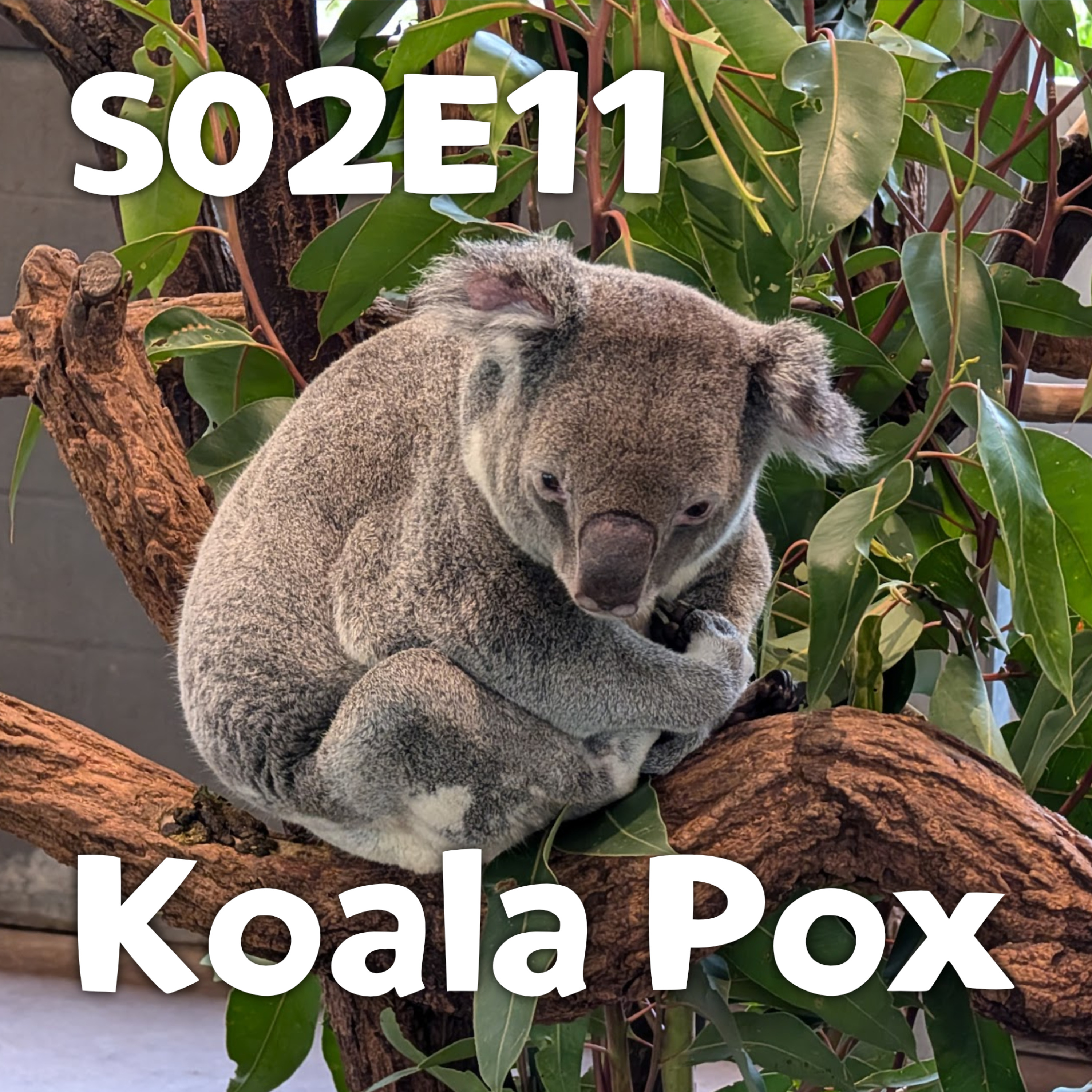 Pixels and Puppets S02E011: Koala Pox