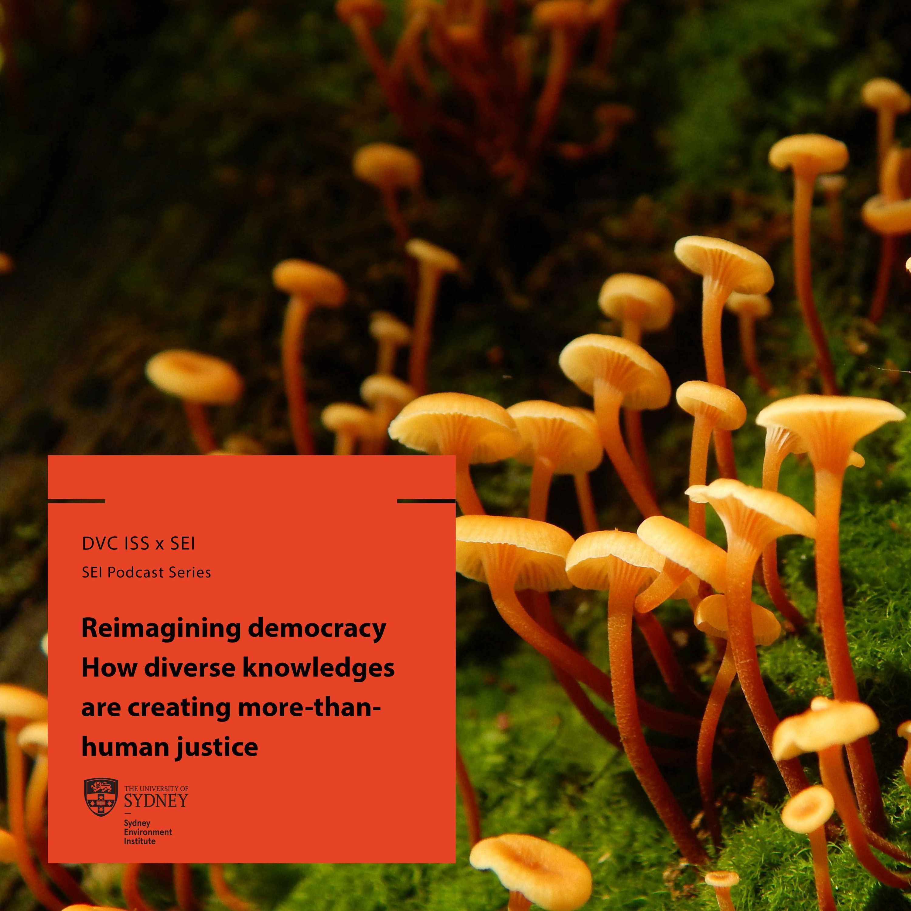 Reimagining democracy: how diverse knowledges are creating more-than-human justice episode artwork