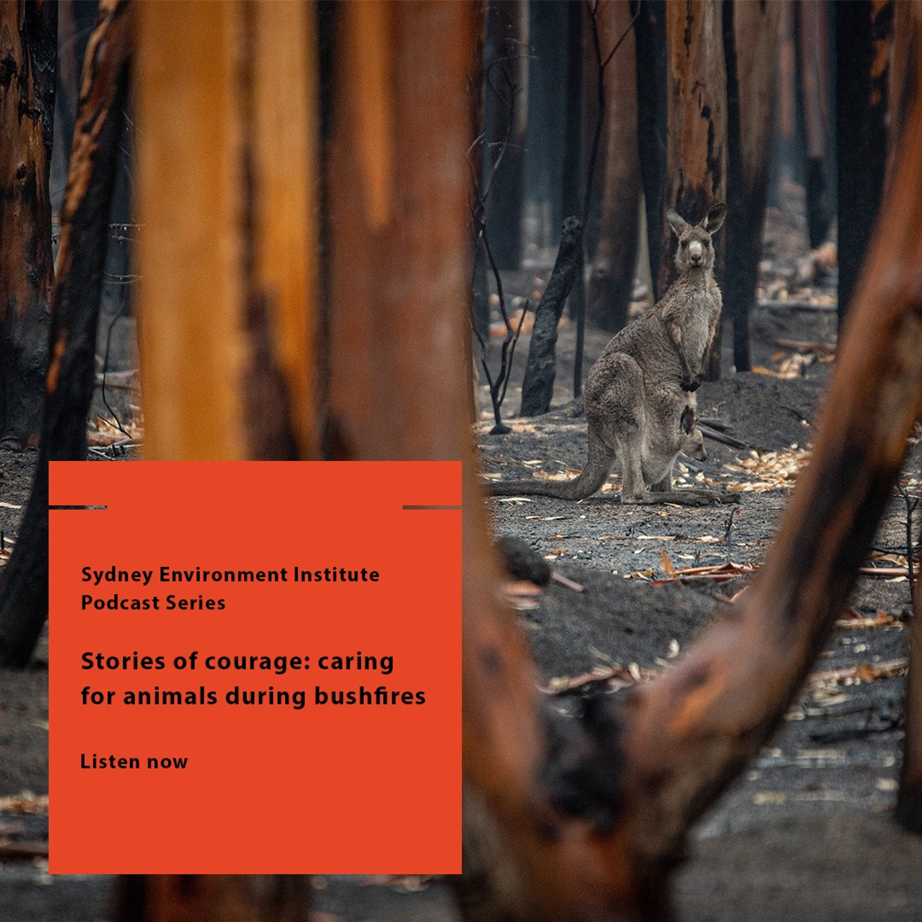 Stories of courage: Part one – caring for wild animals during bushfires episode artwork